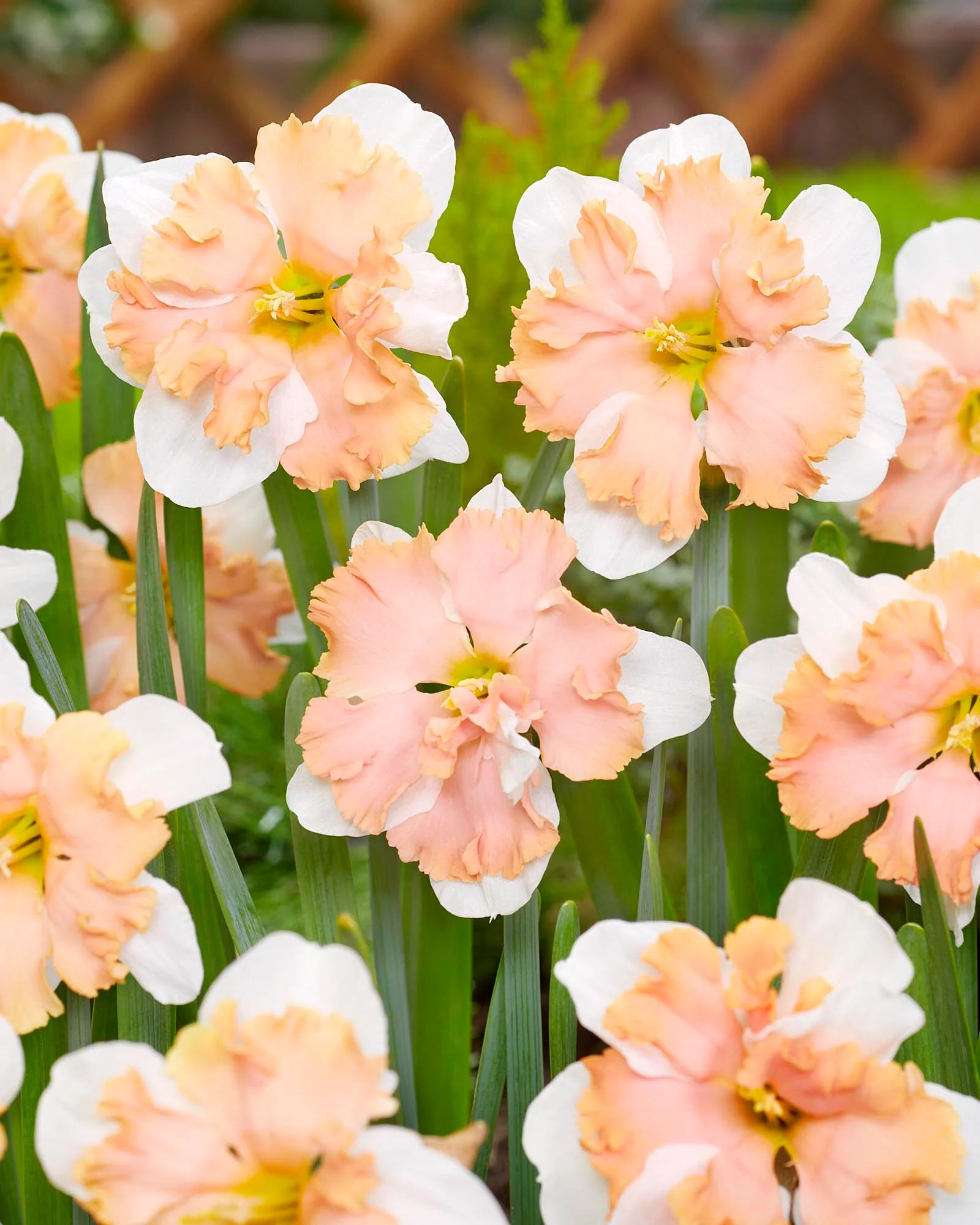 Narcissus 'Casanova' - Image 6