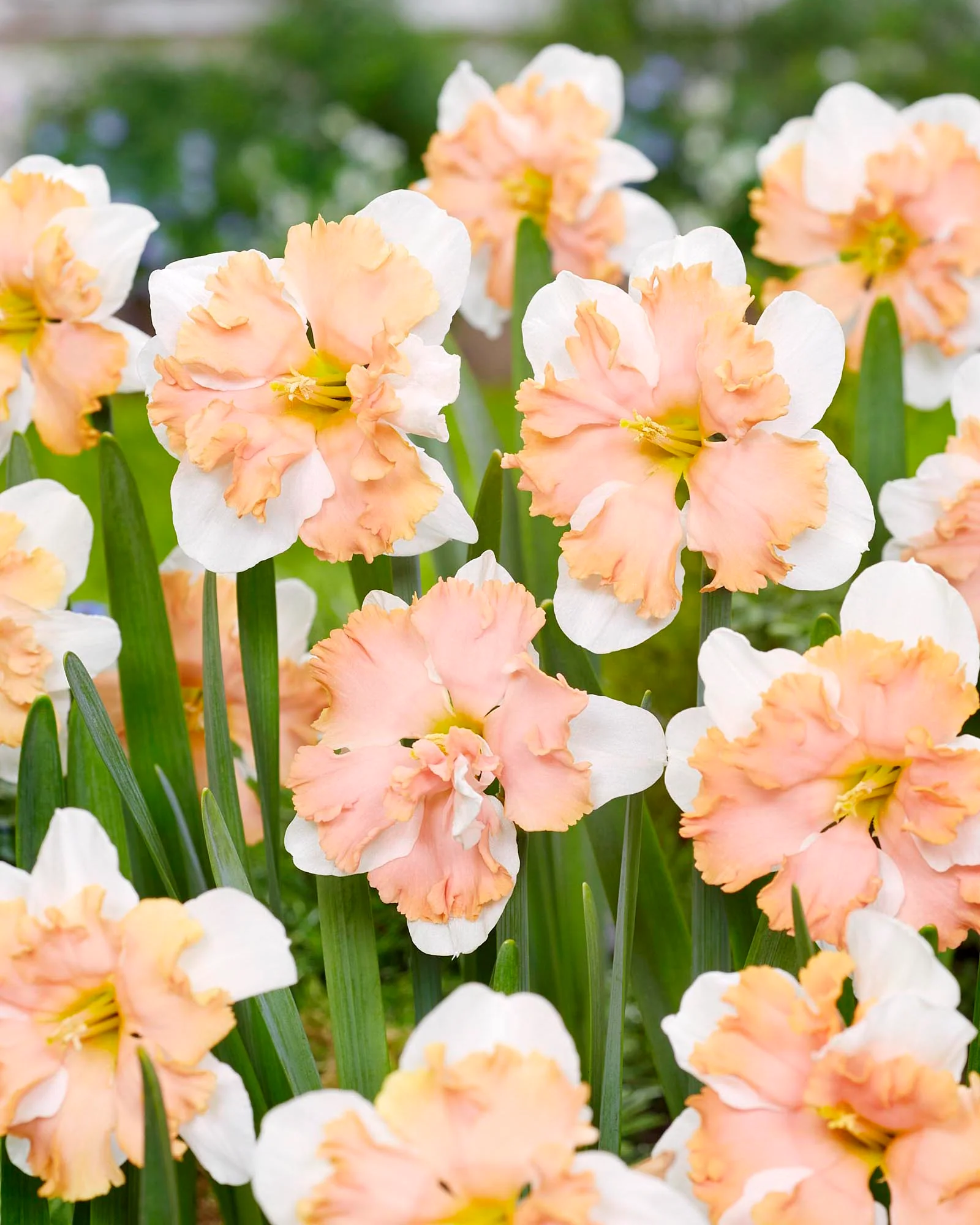 Narcissus 'Casanova' - Image 8