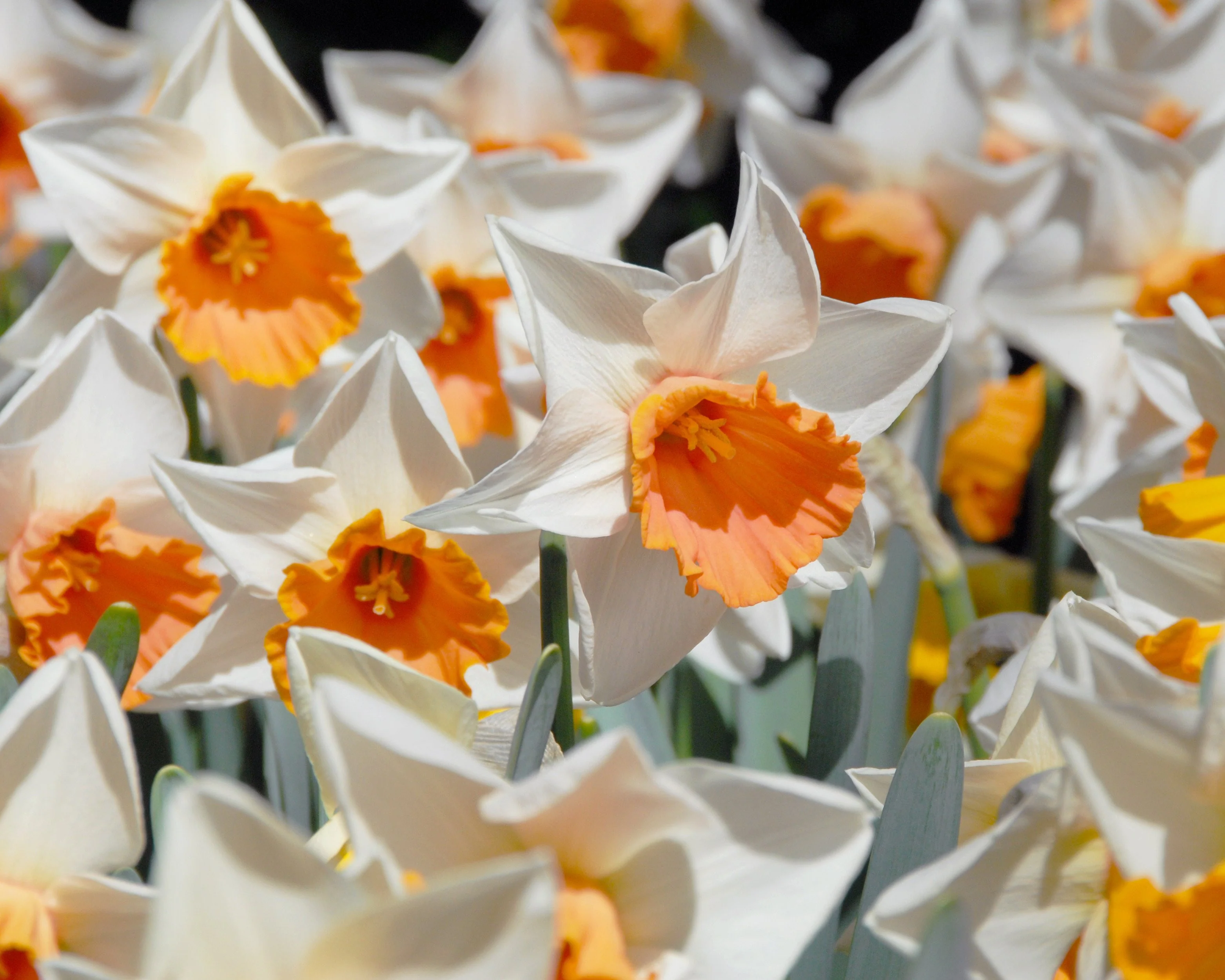 Narcissus 'Chromacolor' - Image 7