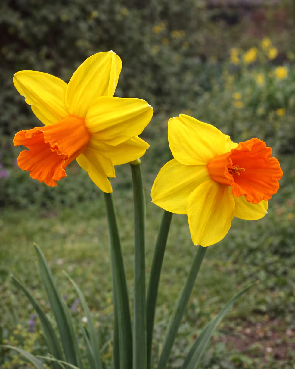 Narcissus 'Classic Garden' - Image 3