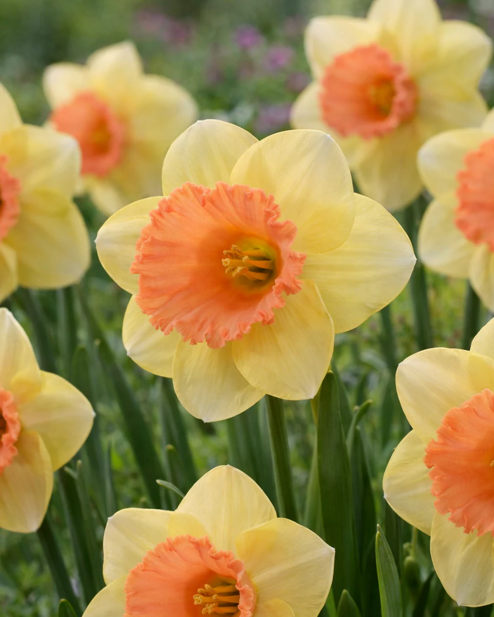 Narcissus 'Colour Magic'