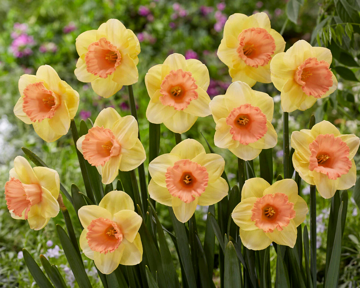 Narcissus 'Colour Magic' - Image 2