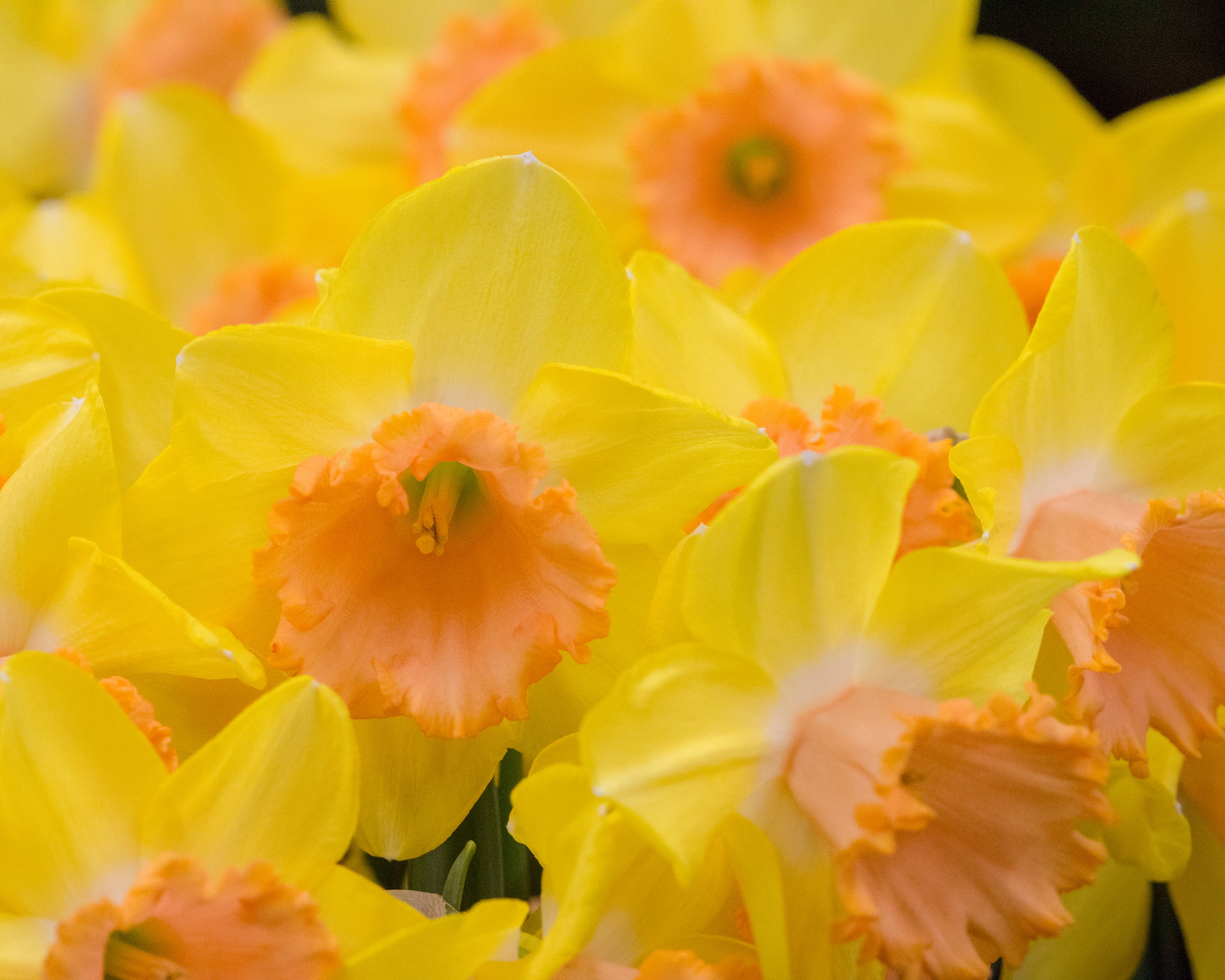 Narcissus 'Colour Run' - Image 8