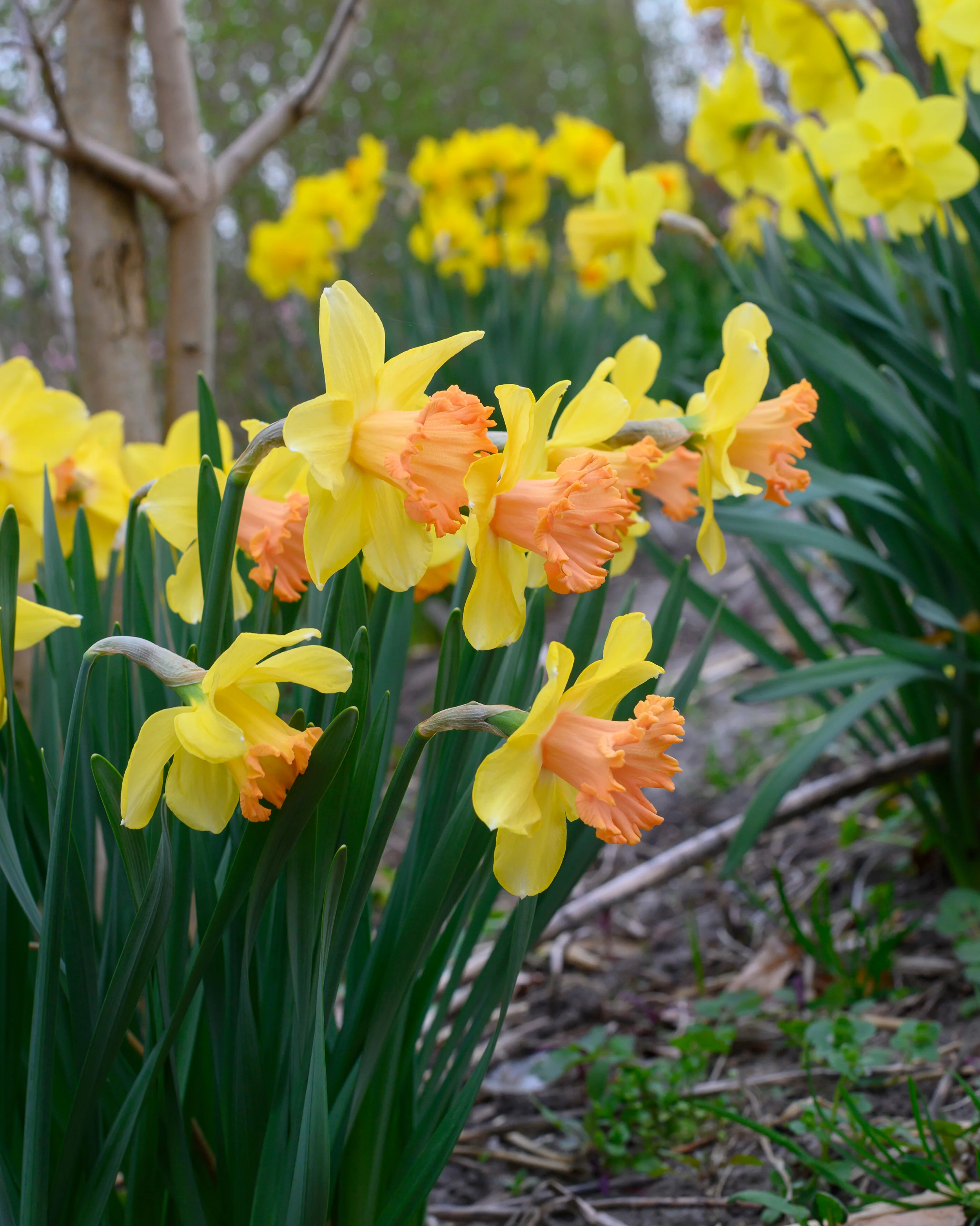 Narcissus 'Colour Run' - Image 9