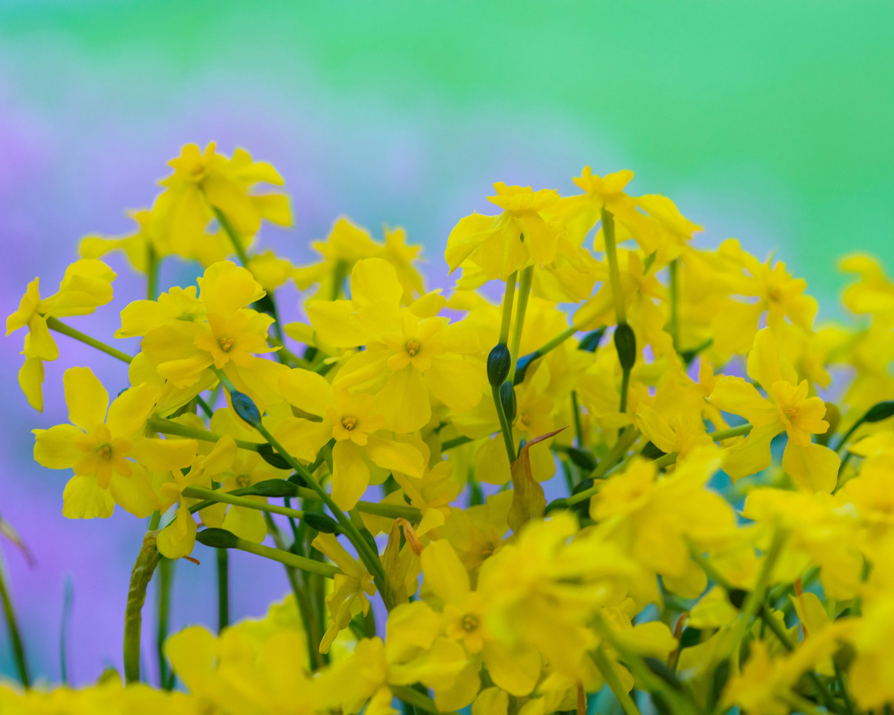 Narcissus cordubensis - Image 4