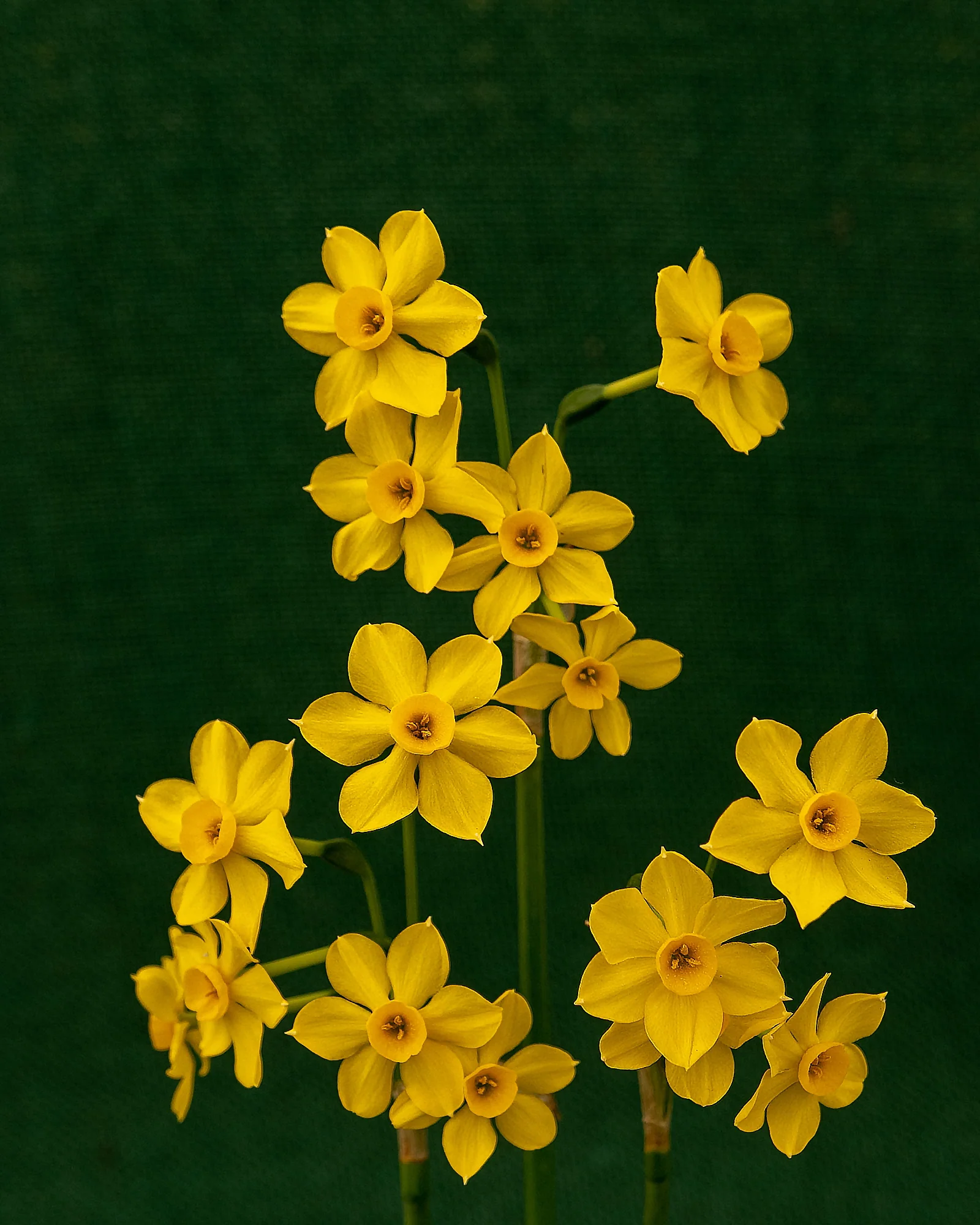 Narcissus cordubensis - Image 5