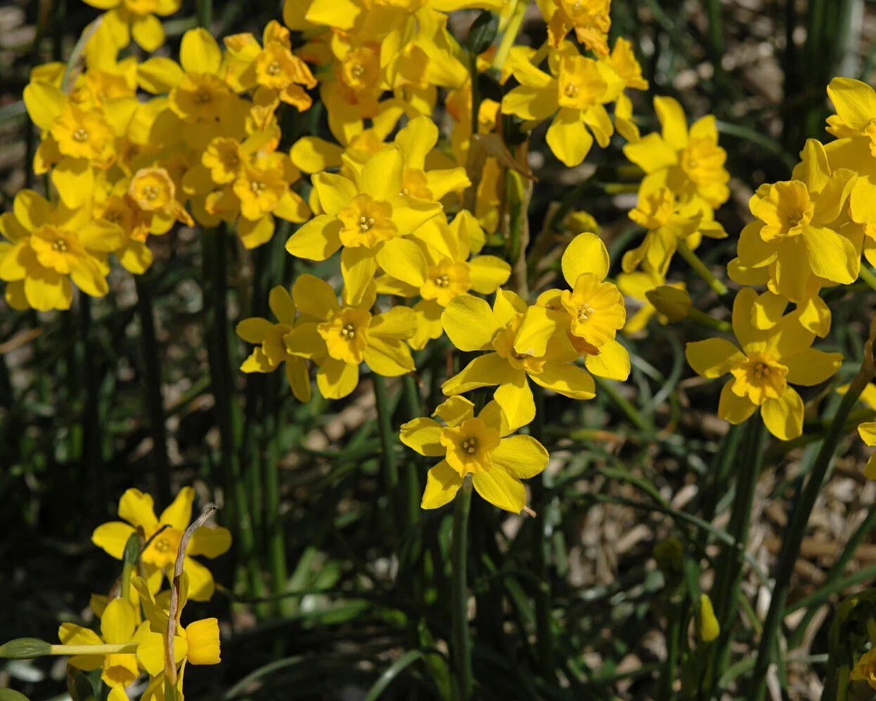 Narcissus cordubensis - Image 6
