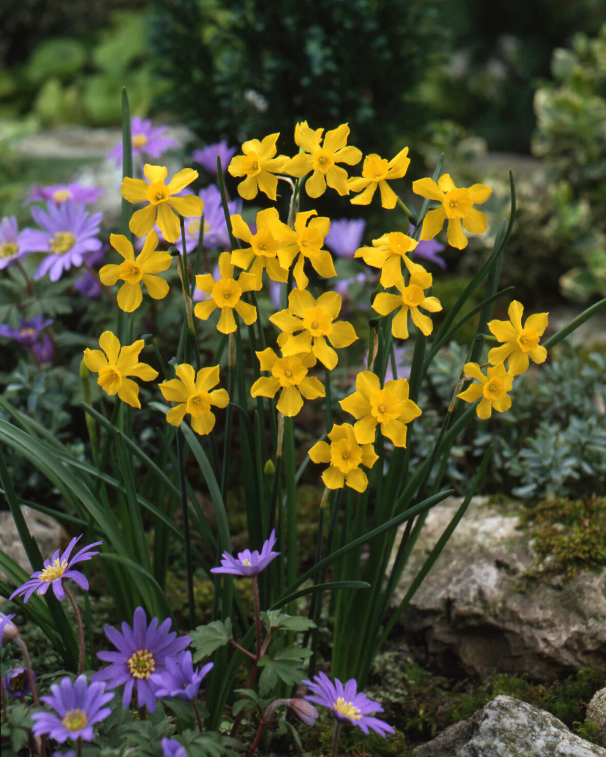 Narcissus cordubensis - Image 9