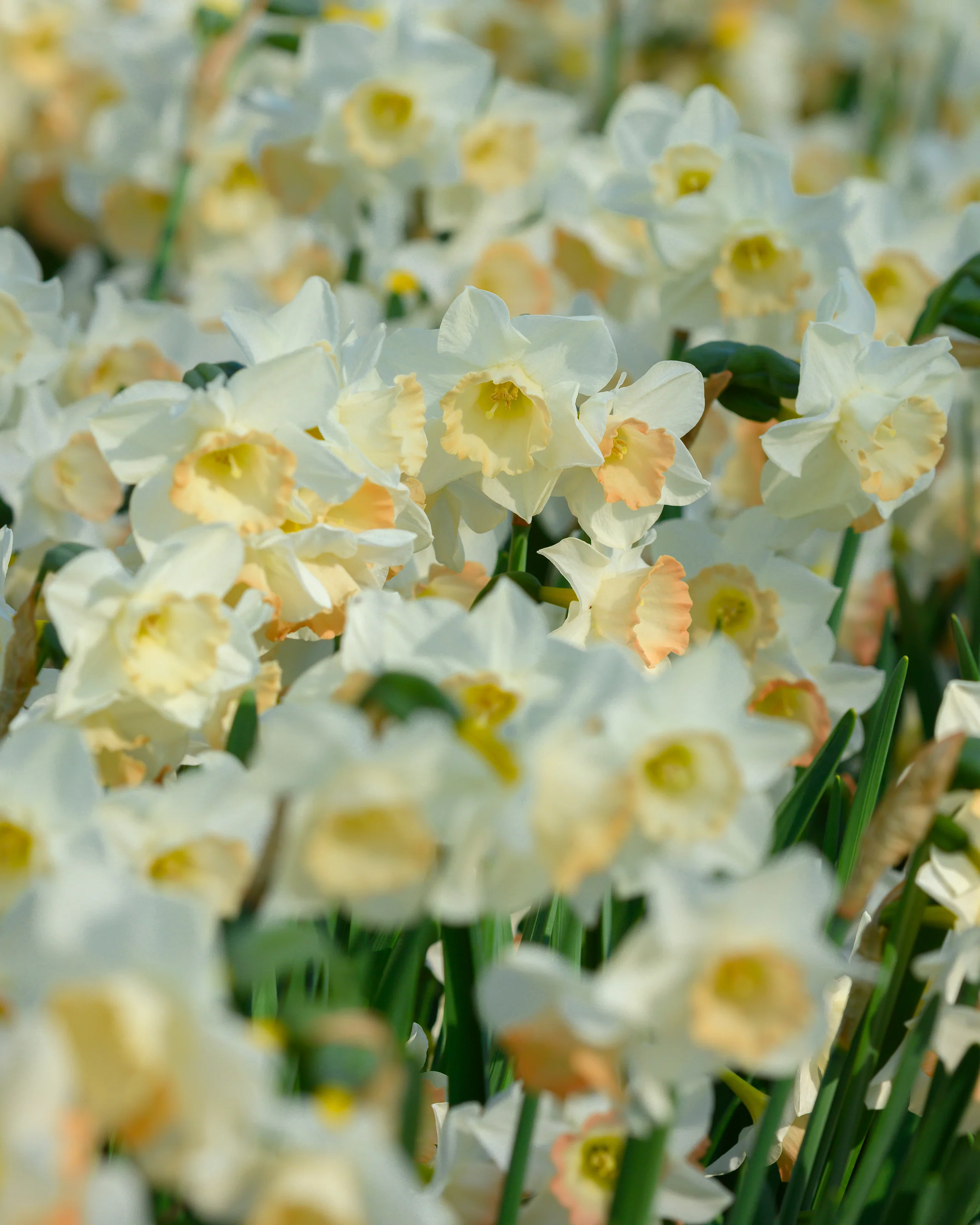 Narcissus 'Cosmopolitan' - Image 4