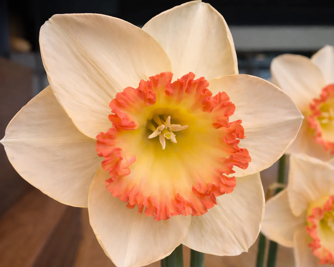 Narcissus 'Crè­me Ca­ra­mel' - Image 3