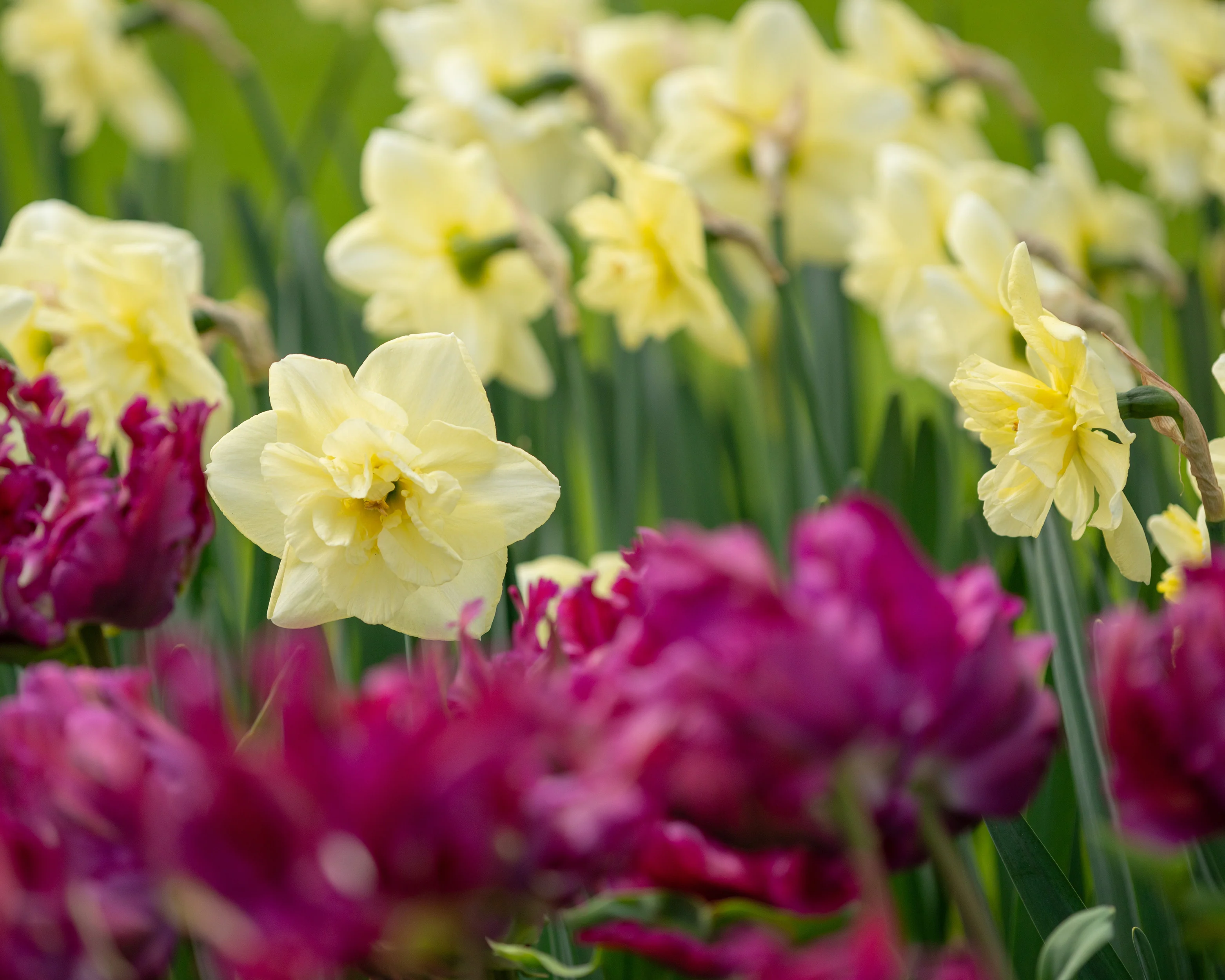 Narcissus 'Dancing Moonlight' - Image 2