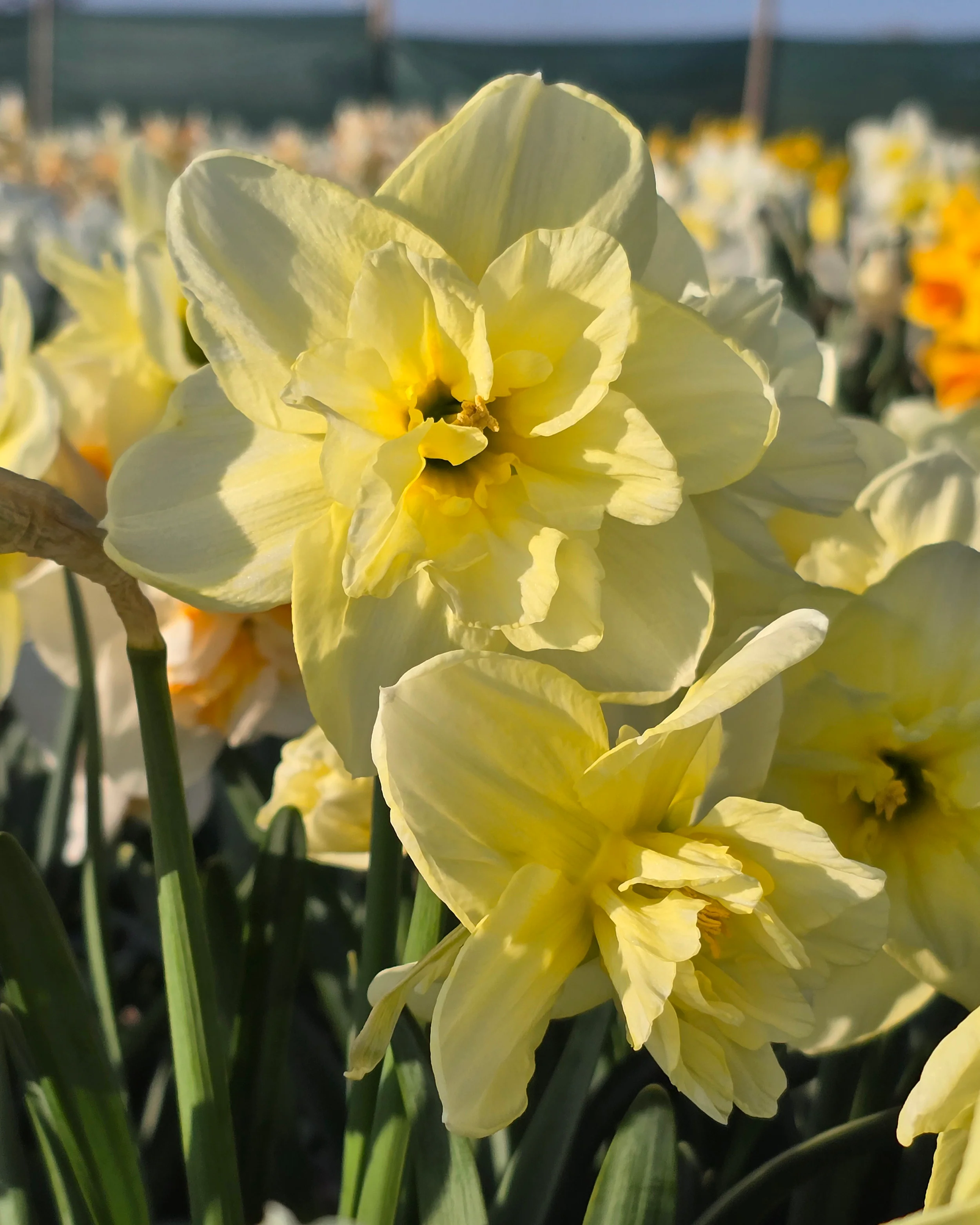 Narcissus 'Dancing Moonlight' - Image 3