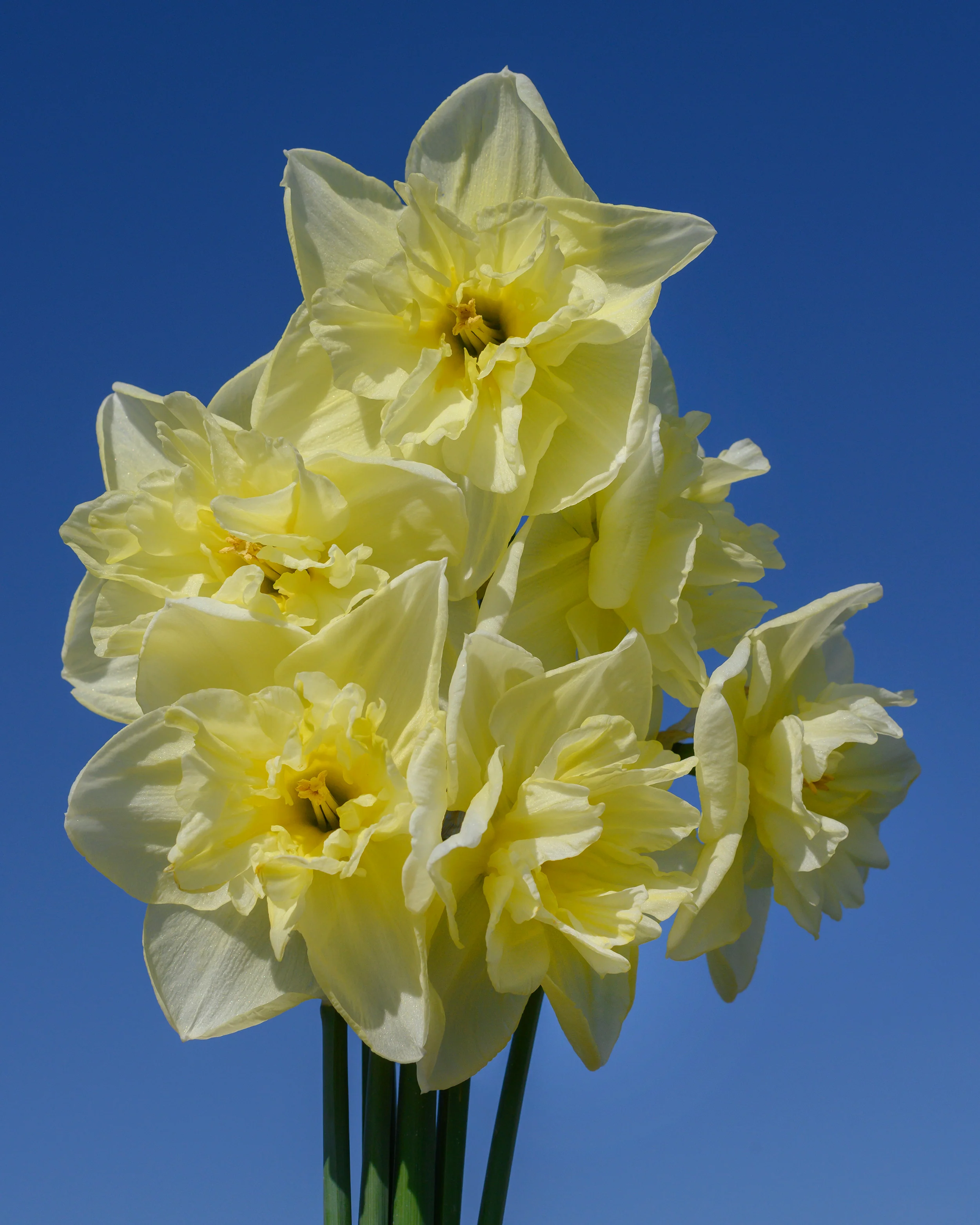 Narcissus 'Dancing Moonlight' - Image 4