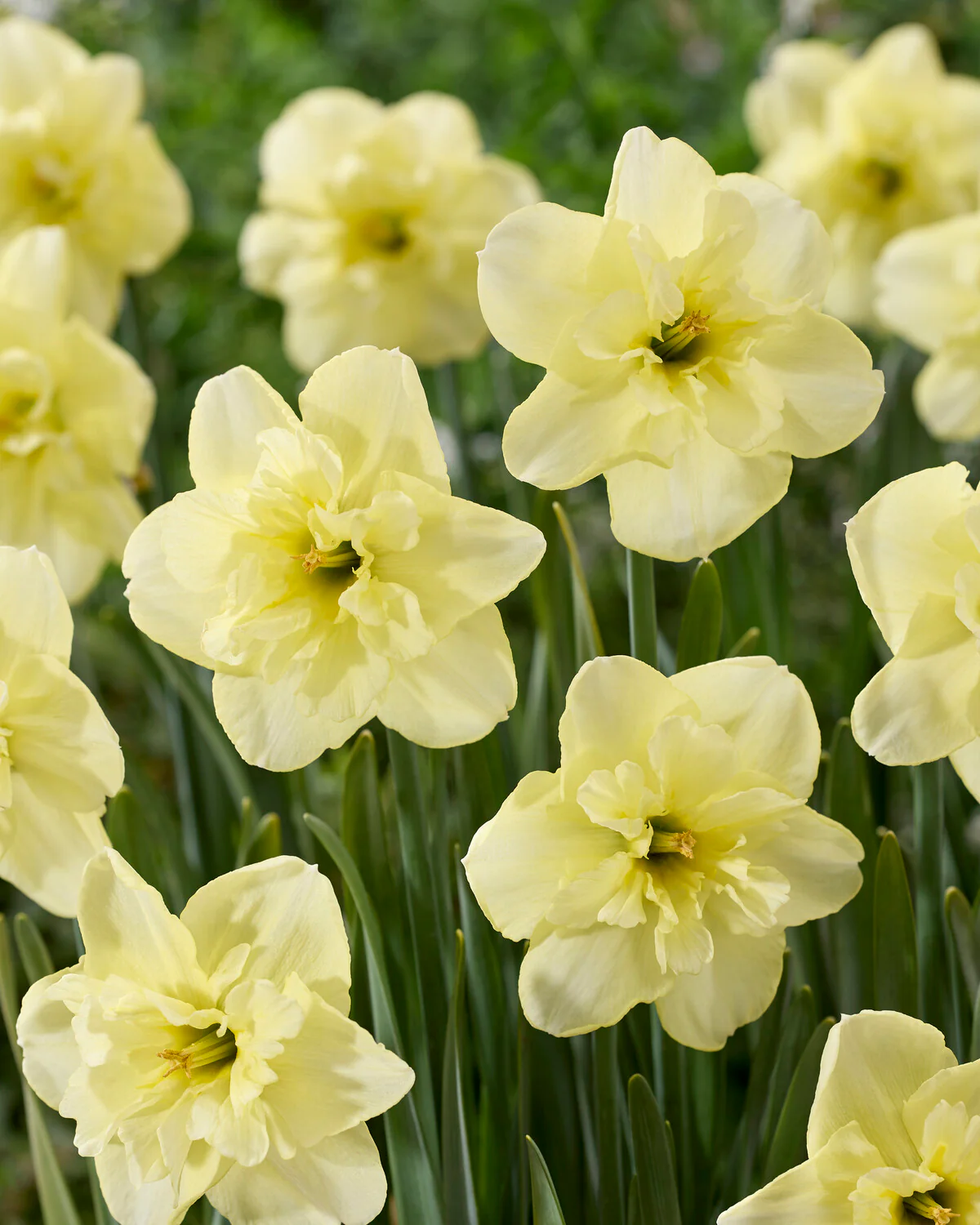 Narcissus 'Dancing Moonlight' - Image 5