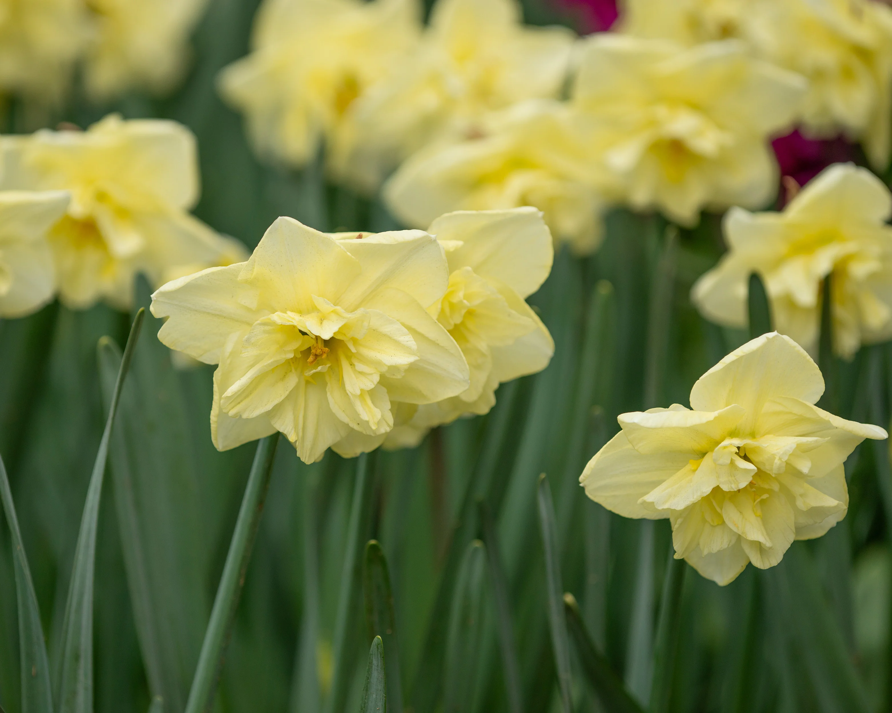 Narcissus 'Dancing Moonlight' - Image 6