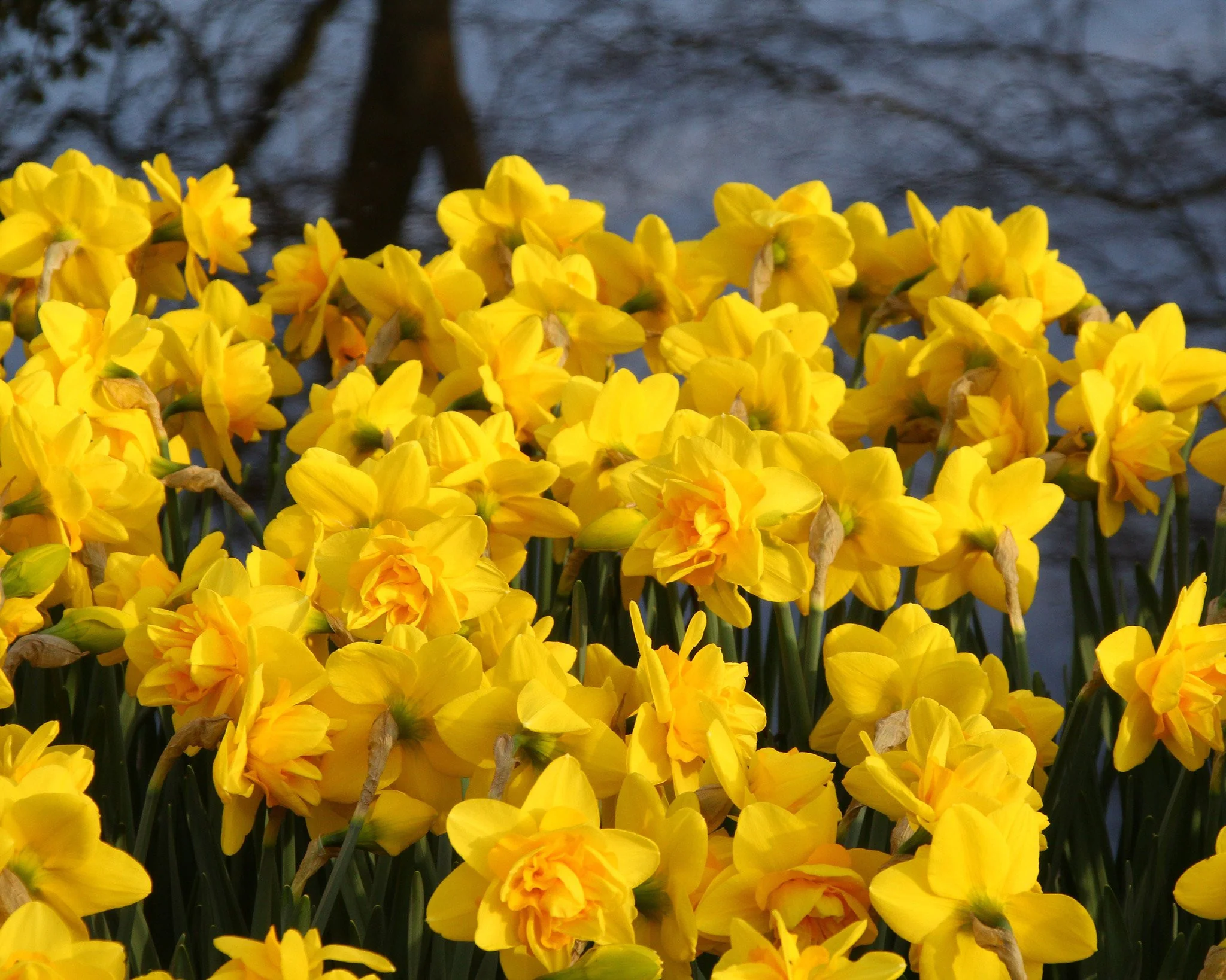 Narcissus 'Dick Wilden' - Image 6