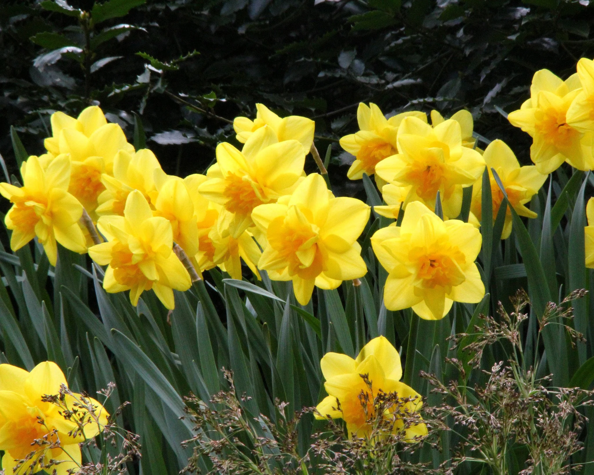 Narcissus 'Dick Wilden' - Image 7