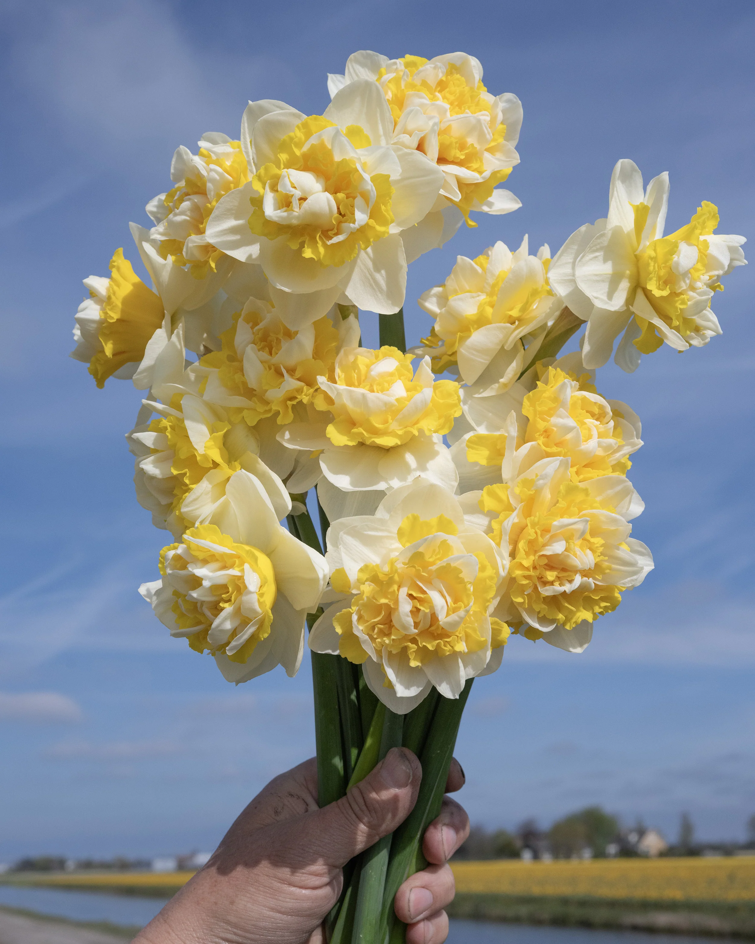 Narcissus 'Doctor Witteveen' - Image 2