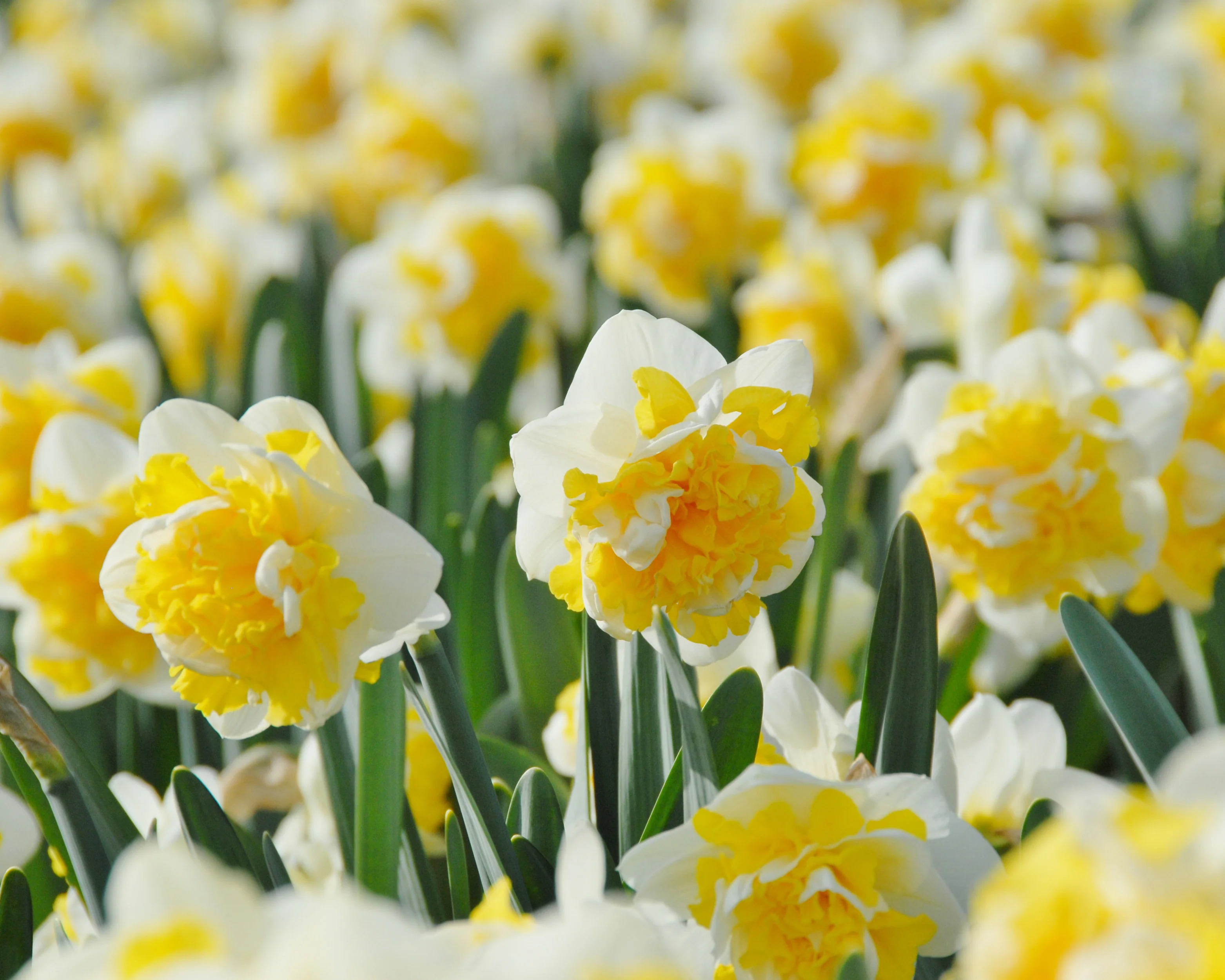Narcissus 'Doctor Witteveen' - Image 5