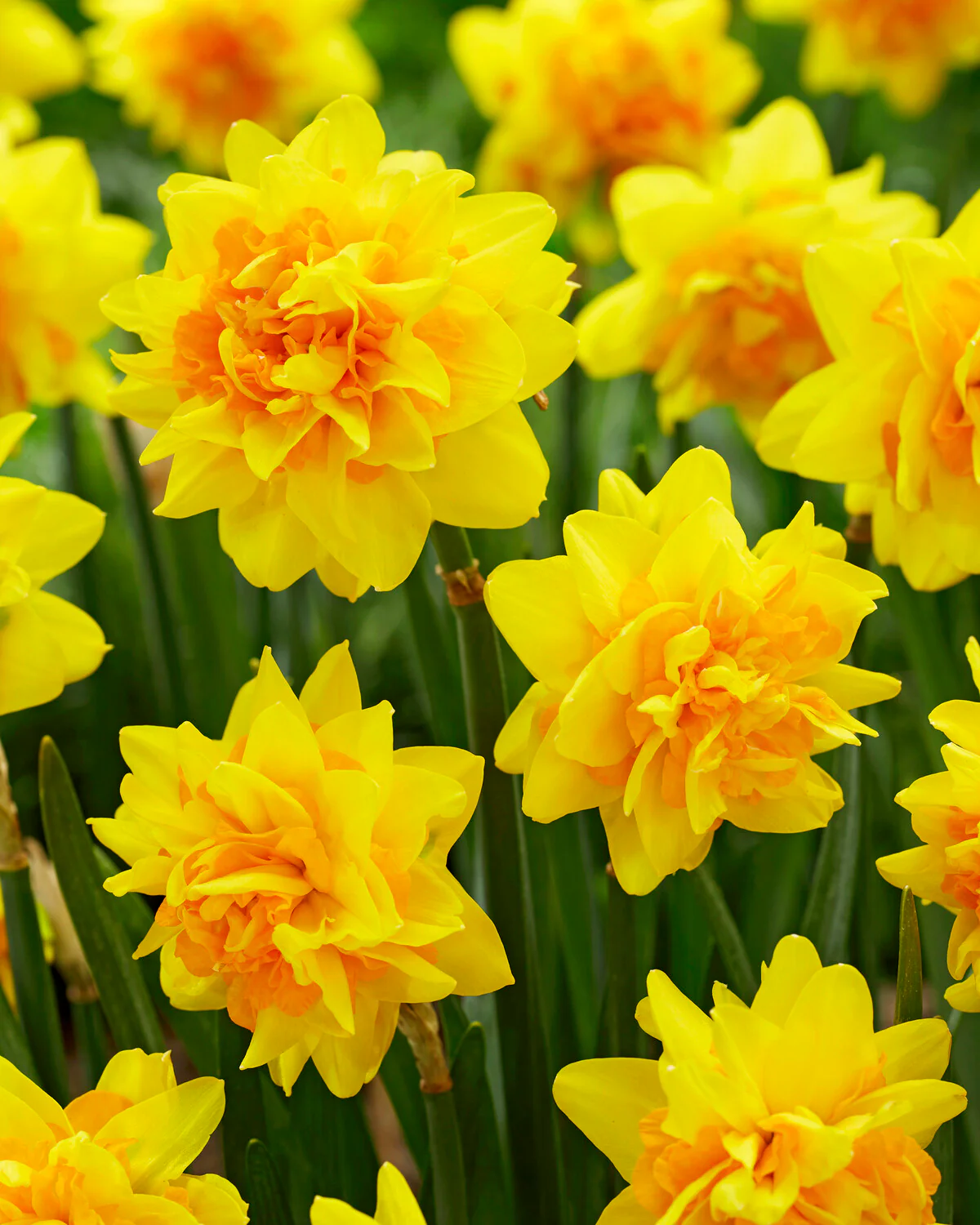 Narcissus 'Double Joy' - Image 3
