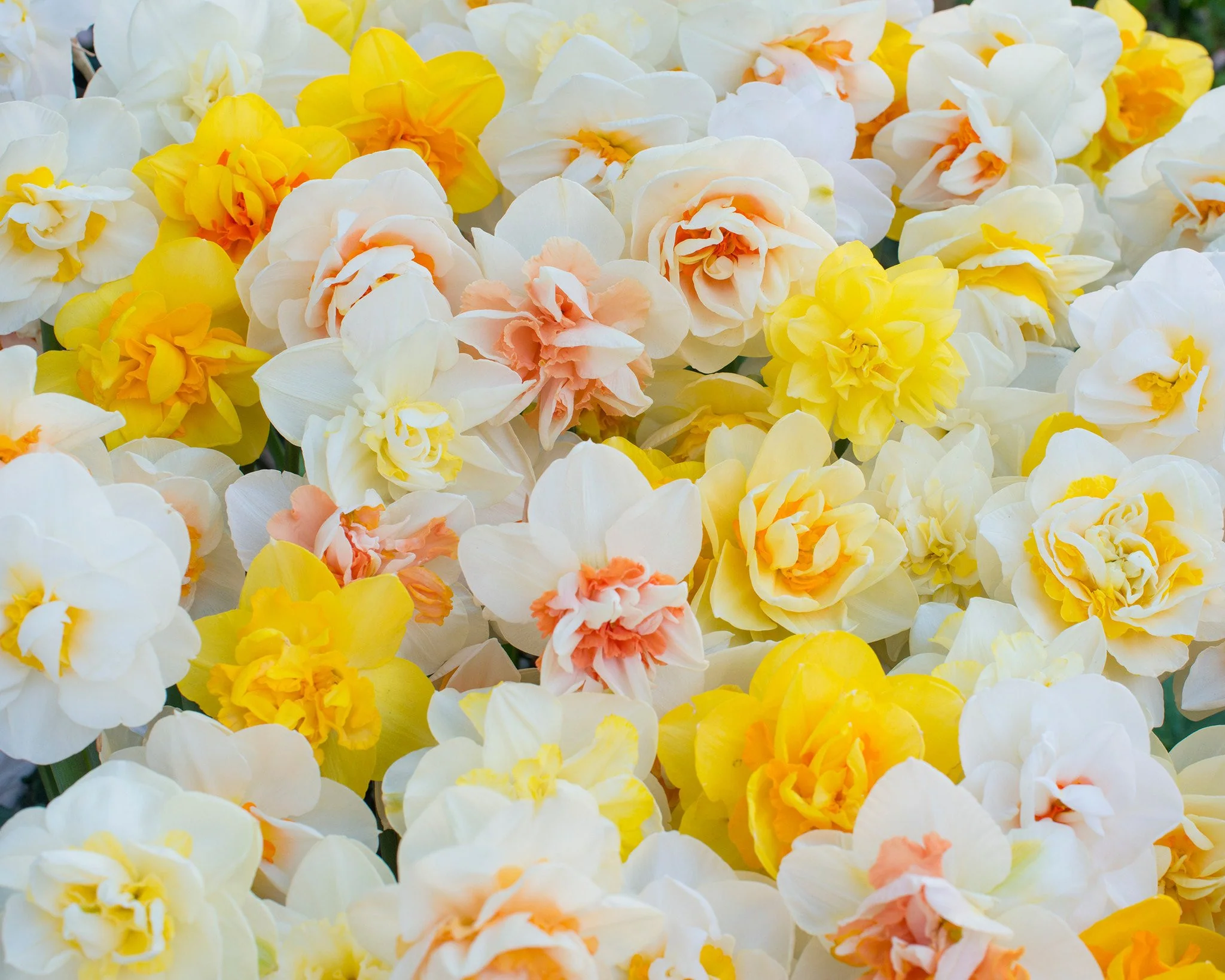 Narcissus 'Double Mixed' - Image 4