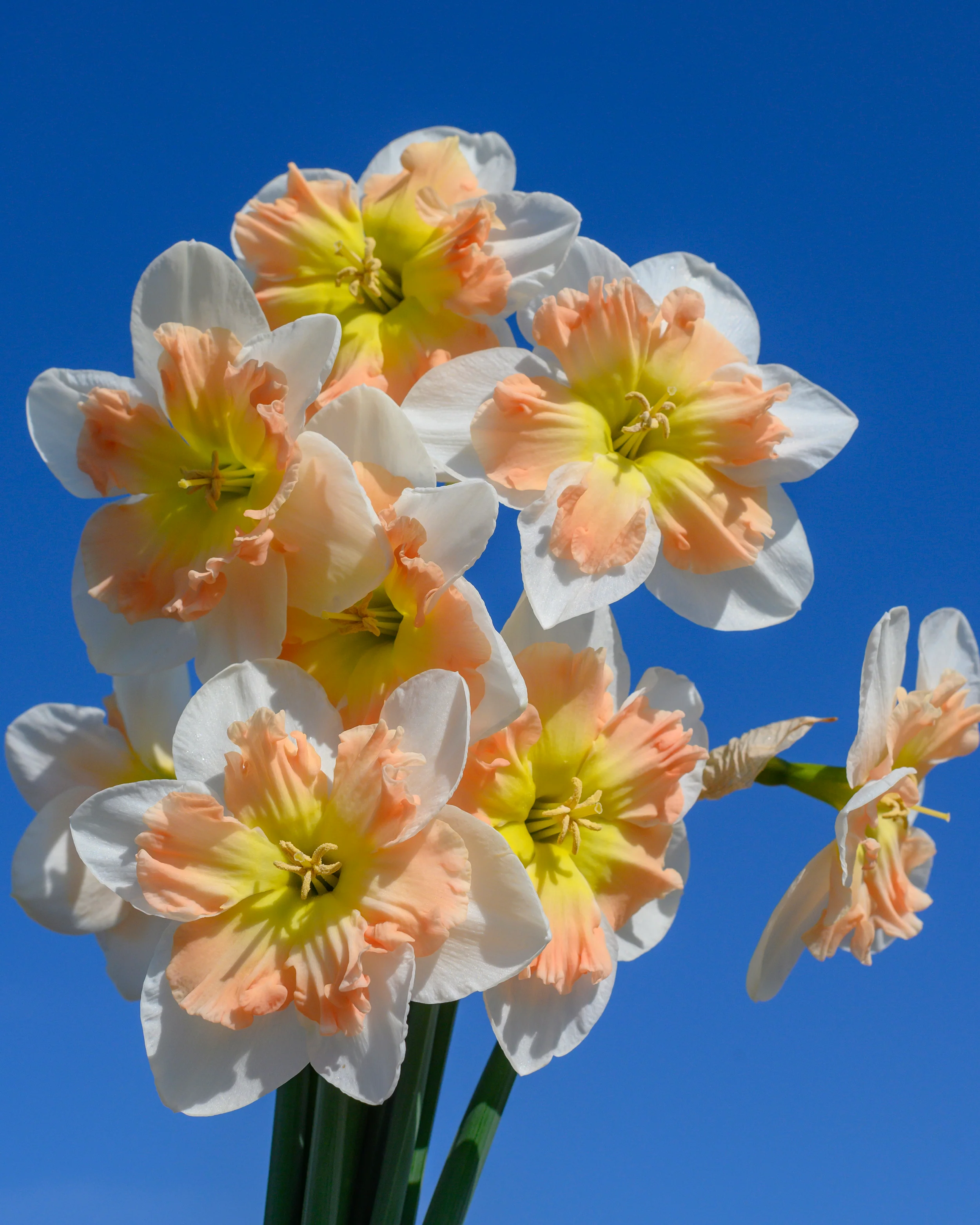 Narcissus 'Drama Queen' - Image 5