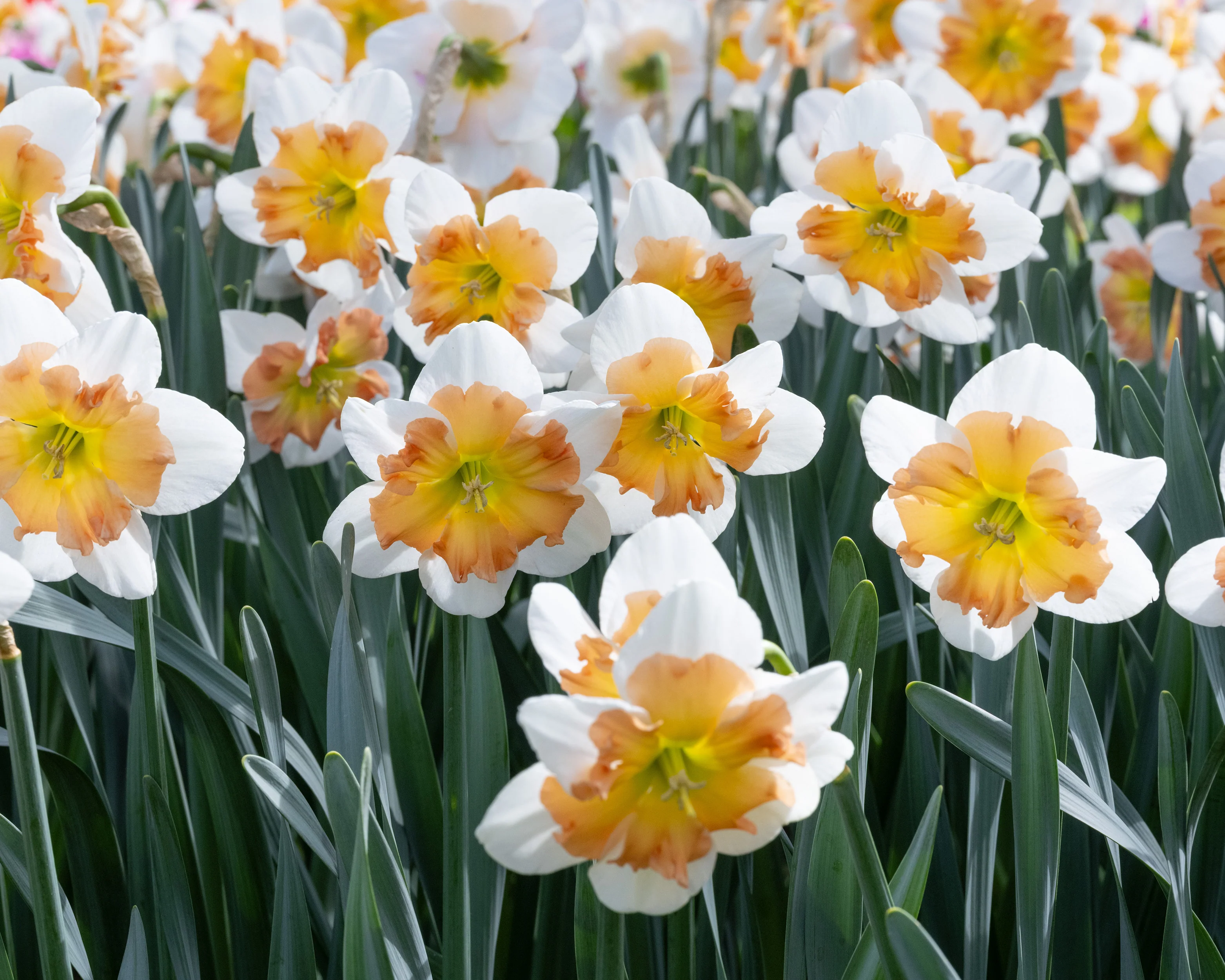 Narcissus 'Drama Queen' - Image 6