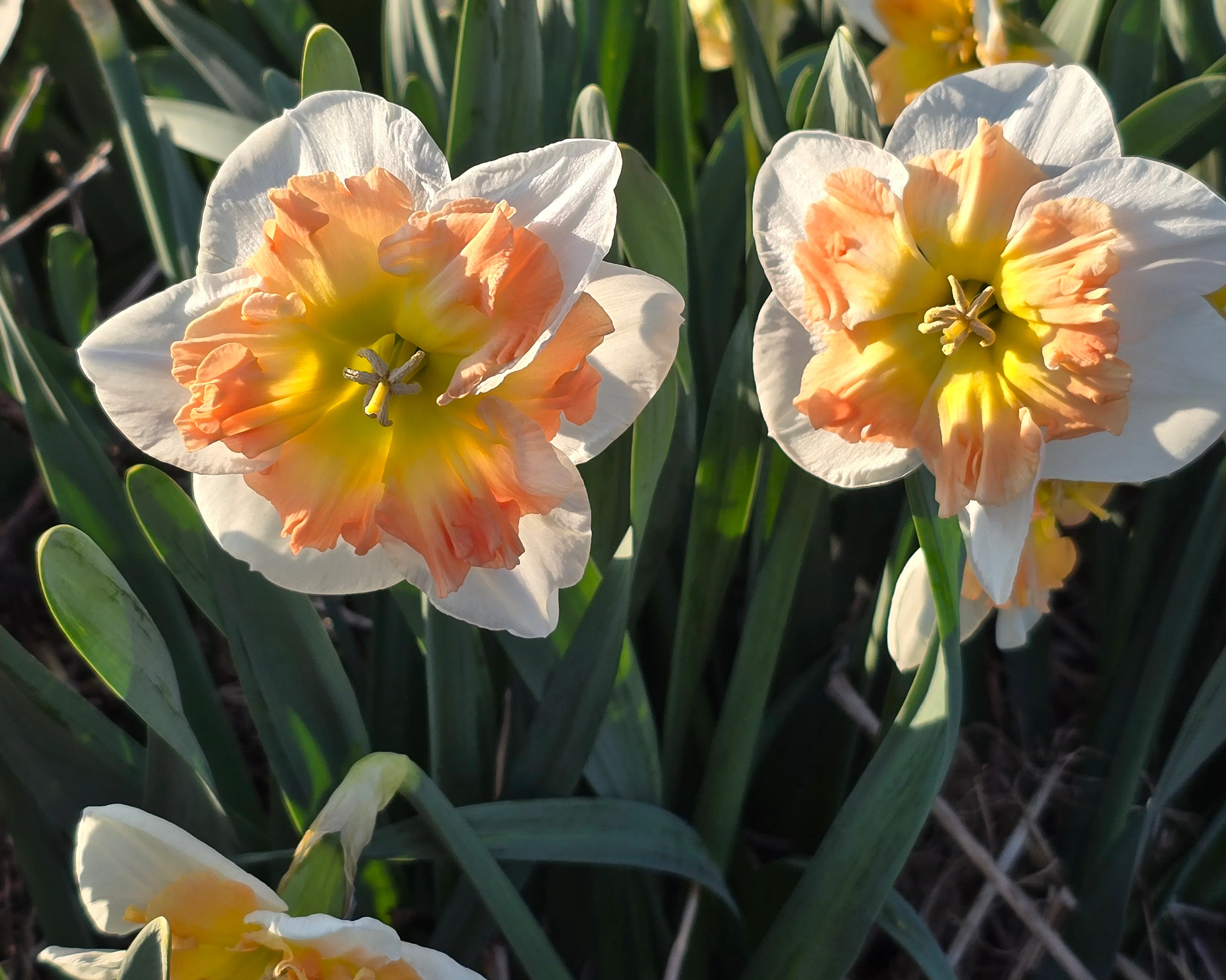 Narcissus 'Drama Queen' - Image 7