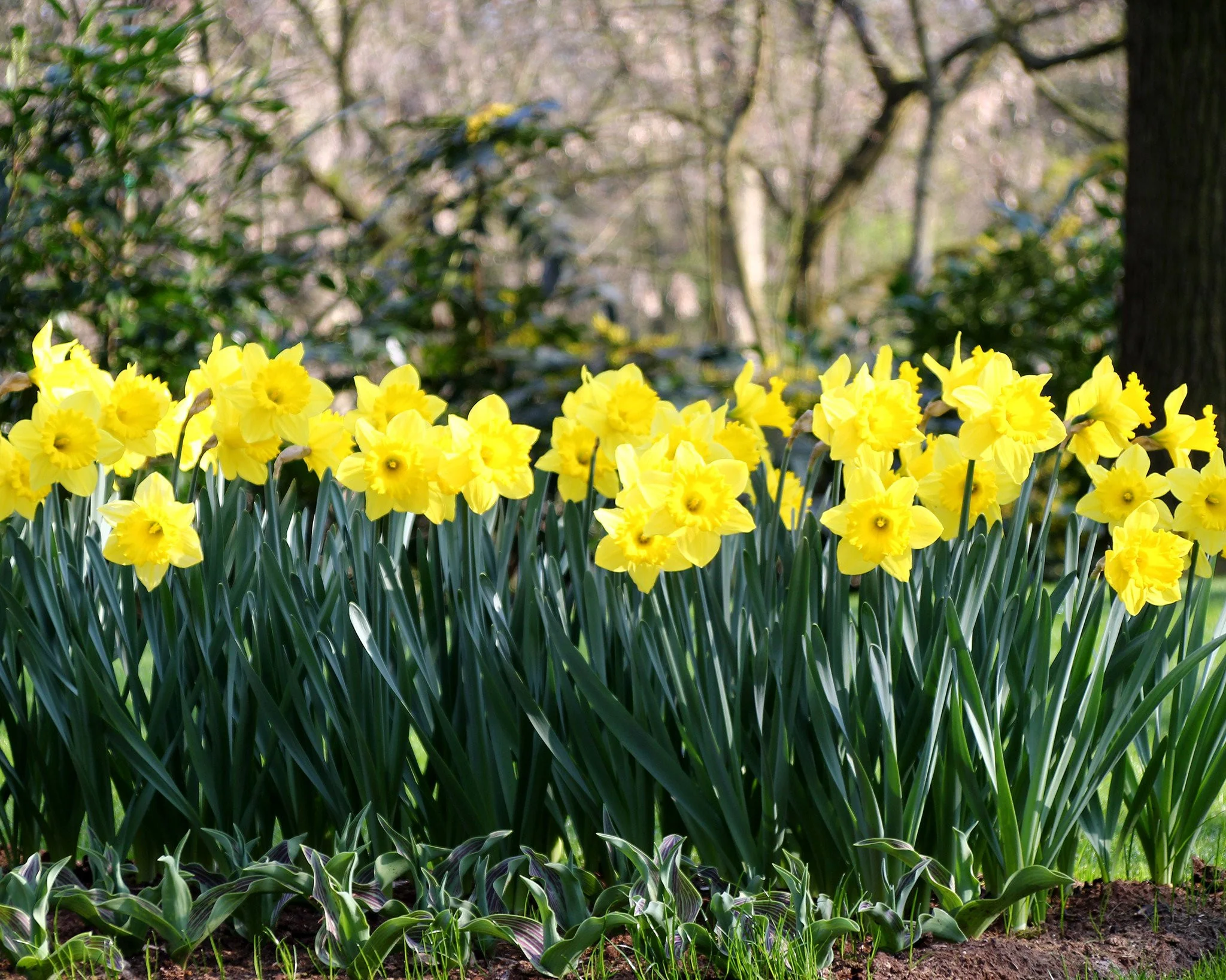 Narcissus 'Dutch Master' - Image 10