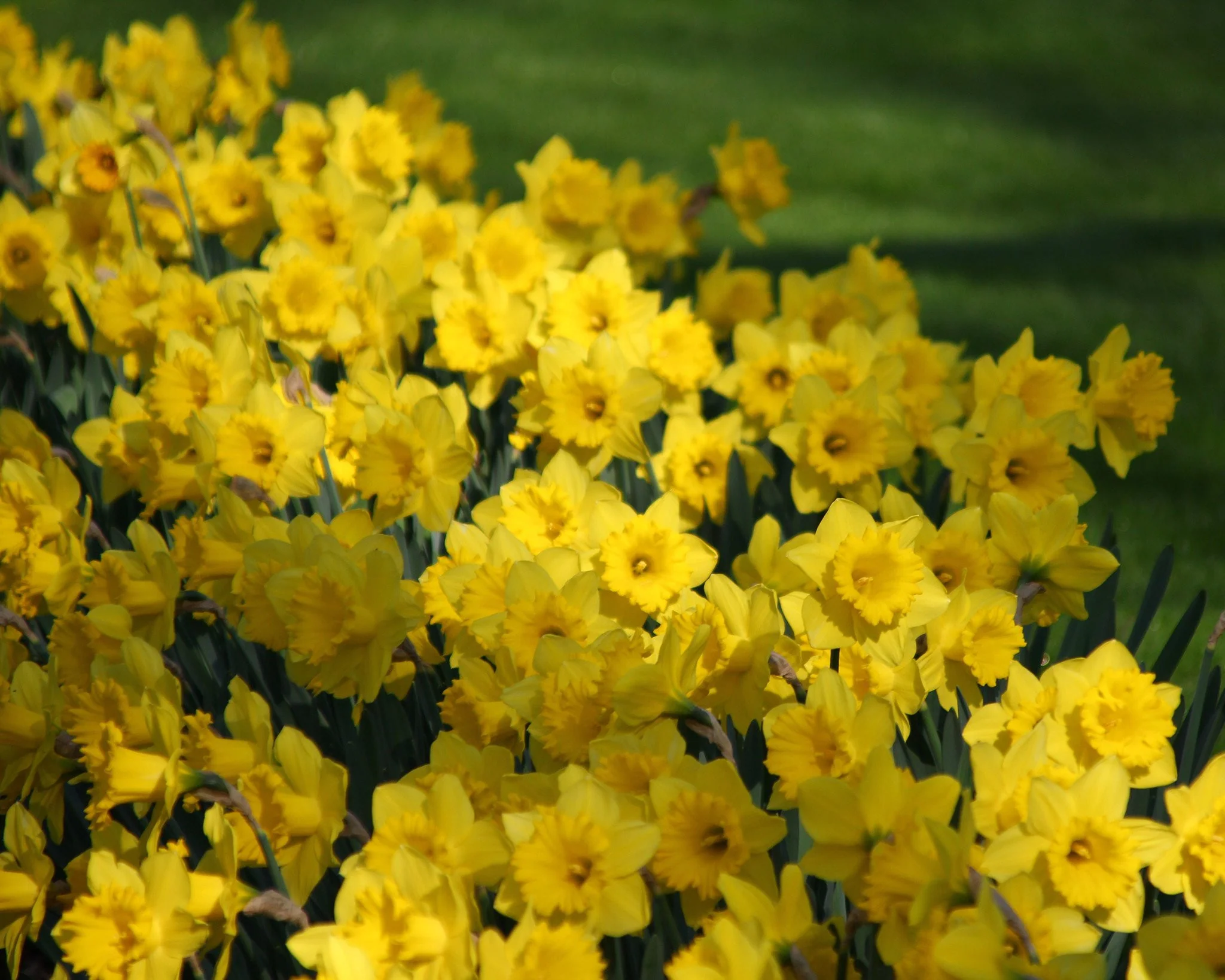 Narcissus 'Dutch Master' - Image 4