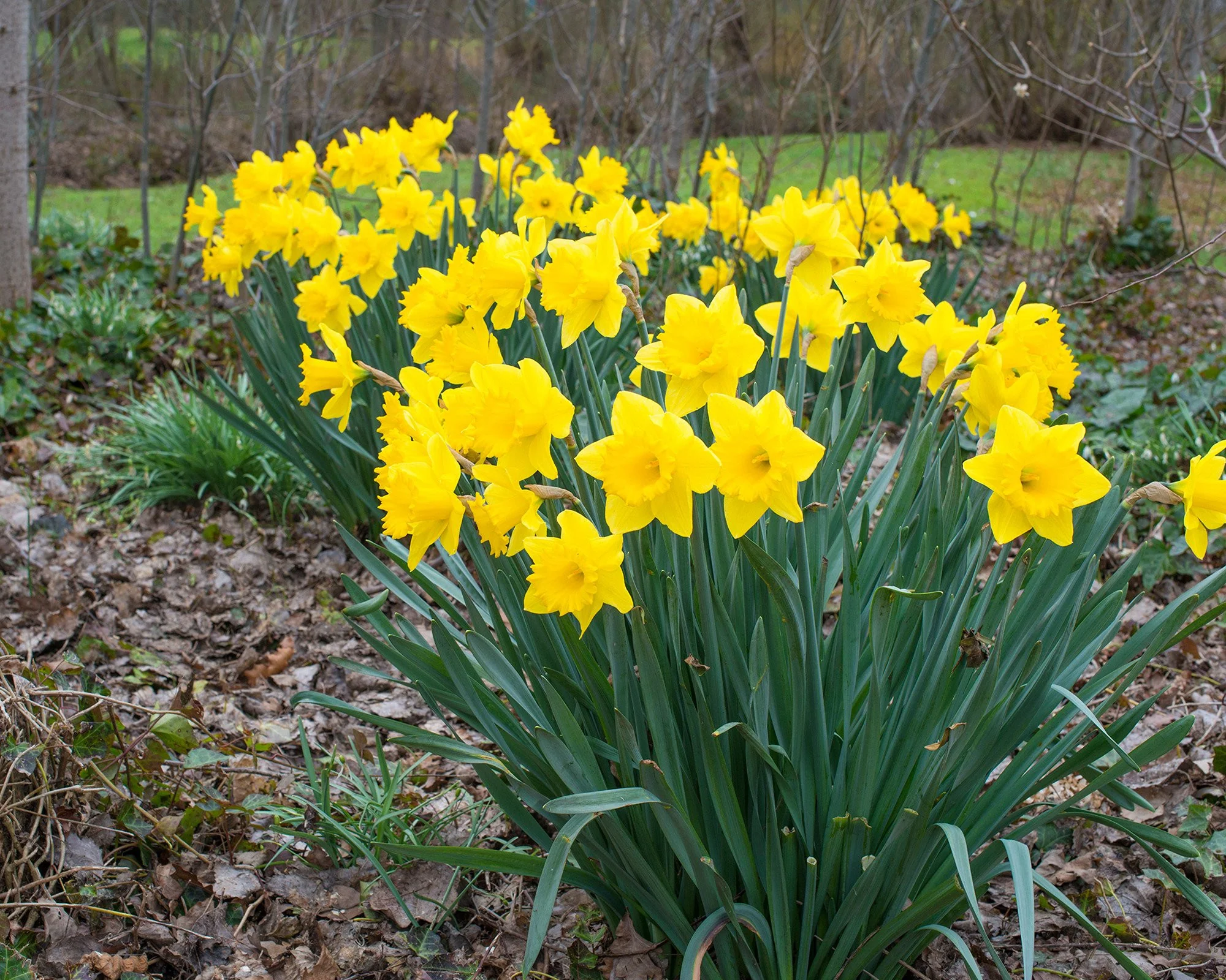 Narcissus 'Dutch Master' - Image 6