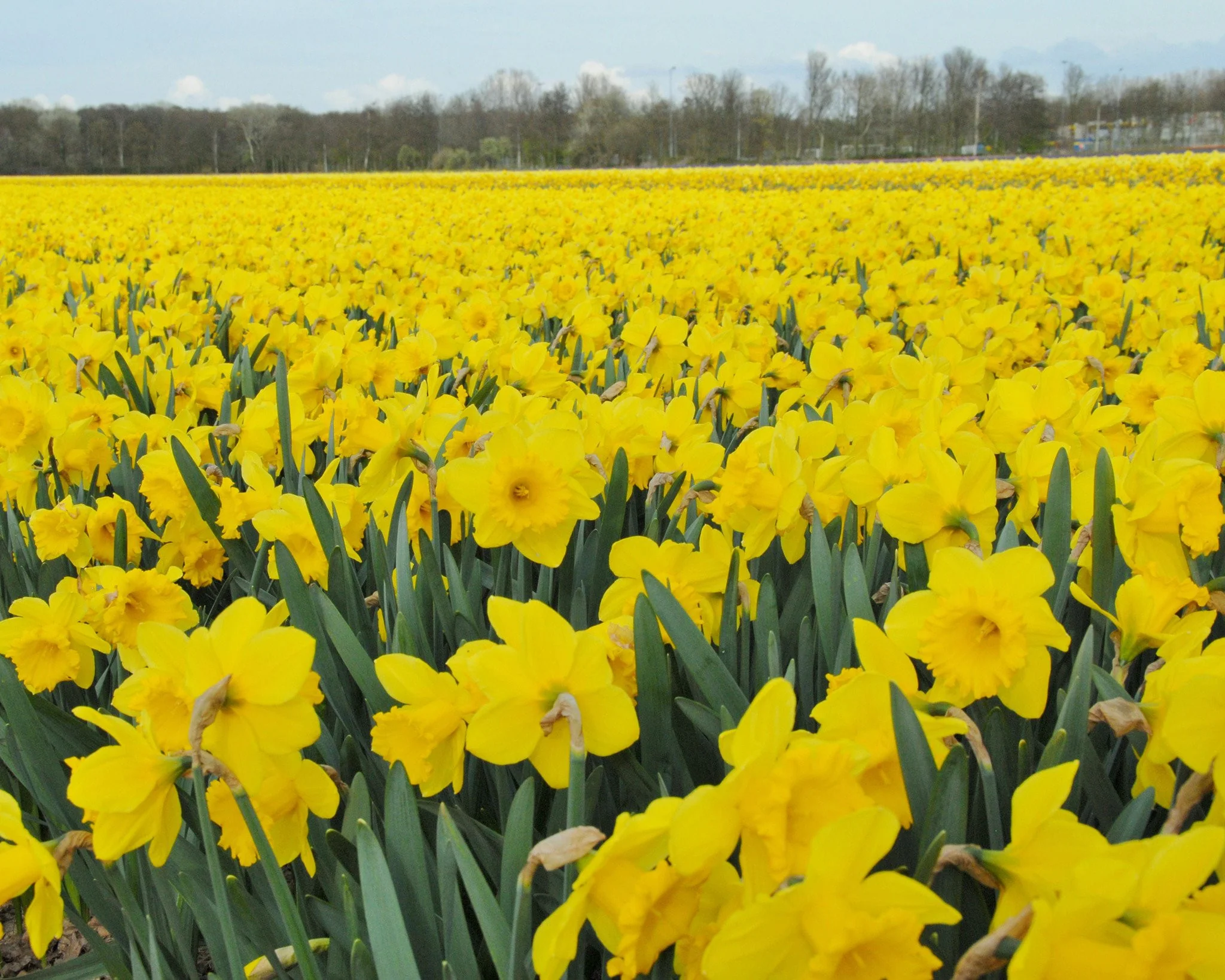 Narcissus 'Dutch Master' - Image 9