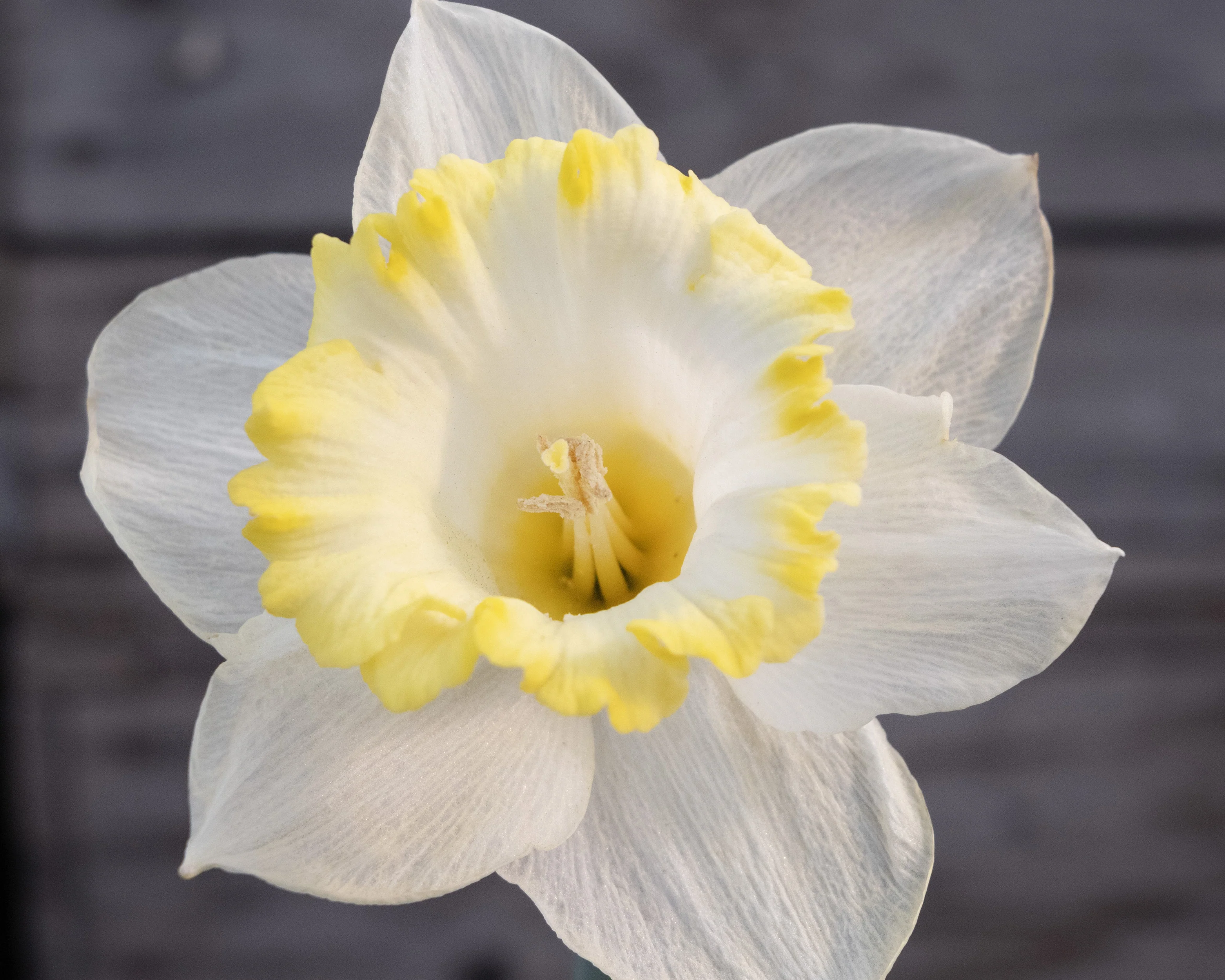Narcissus 'Dutch Mountain' - Image 3