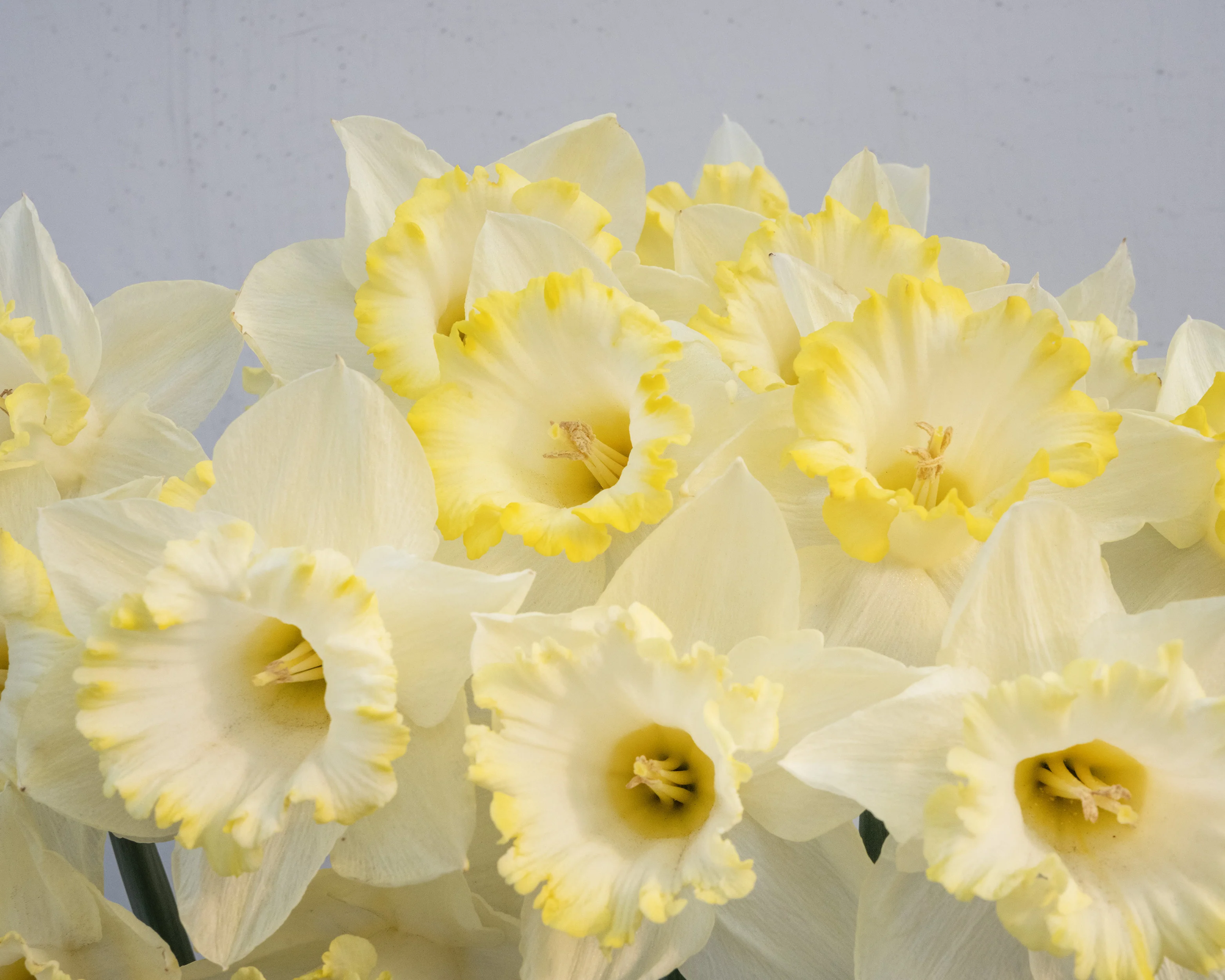 Narcissus 'Dutch Mountain' - Image 4