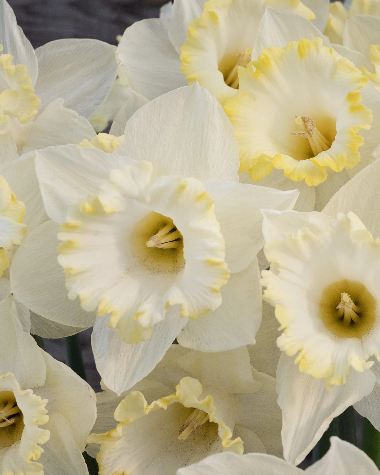 Narcissus 'Dutch Mountain' - Image 5