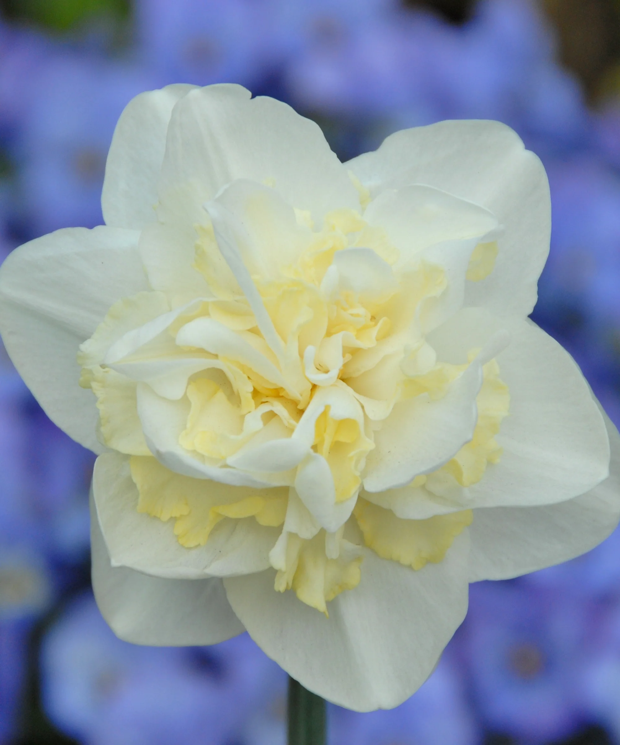 Narcissus 'Easter Born' - Image 3