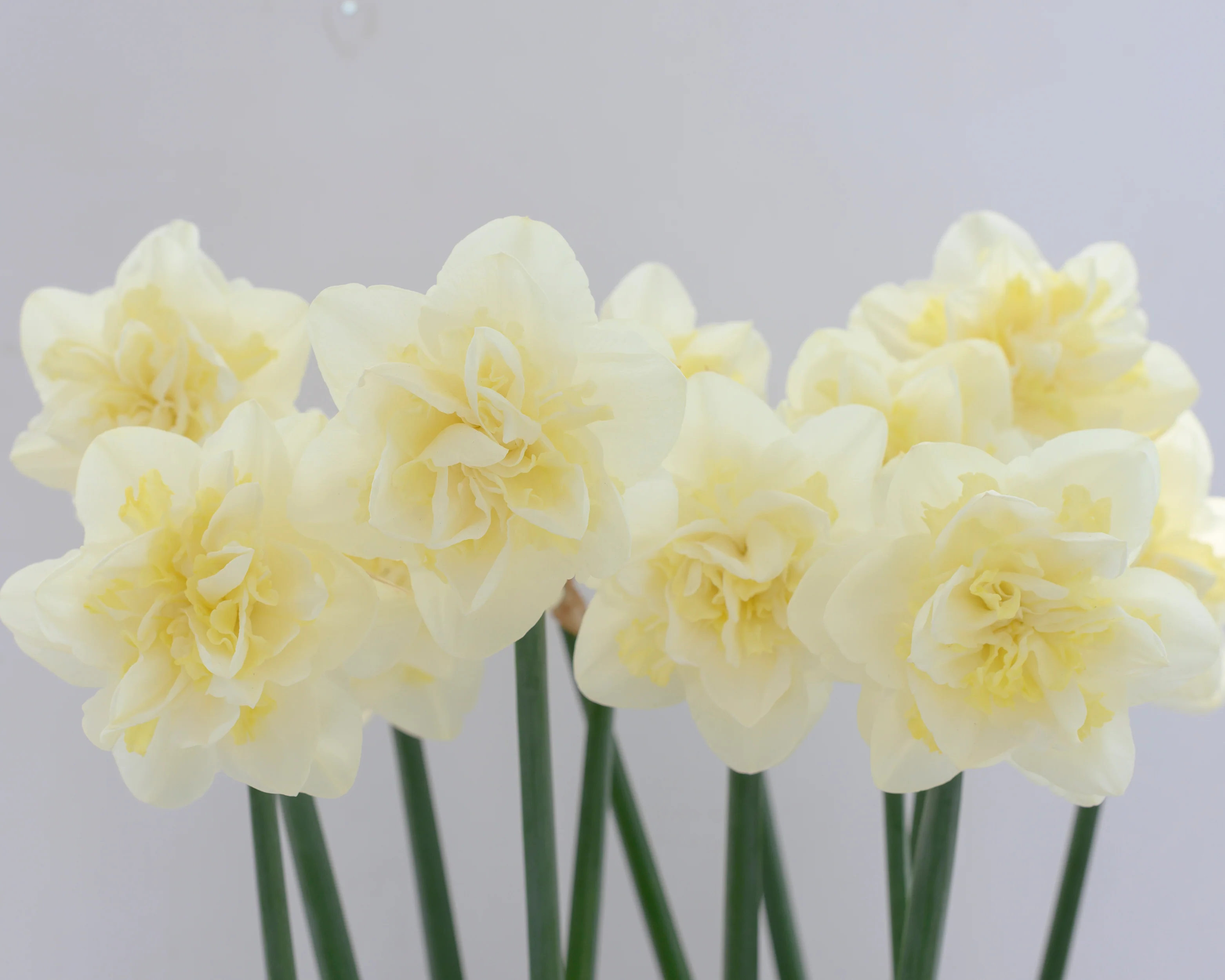 Narcissus 'Easter Born' - Image 7