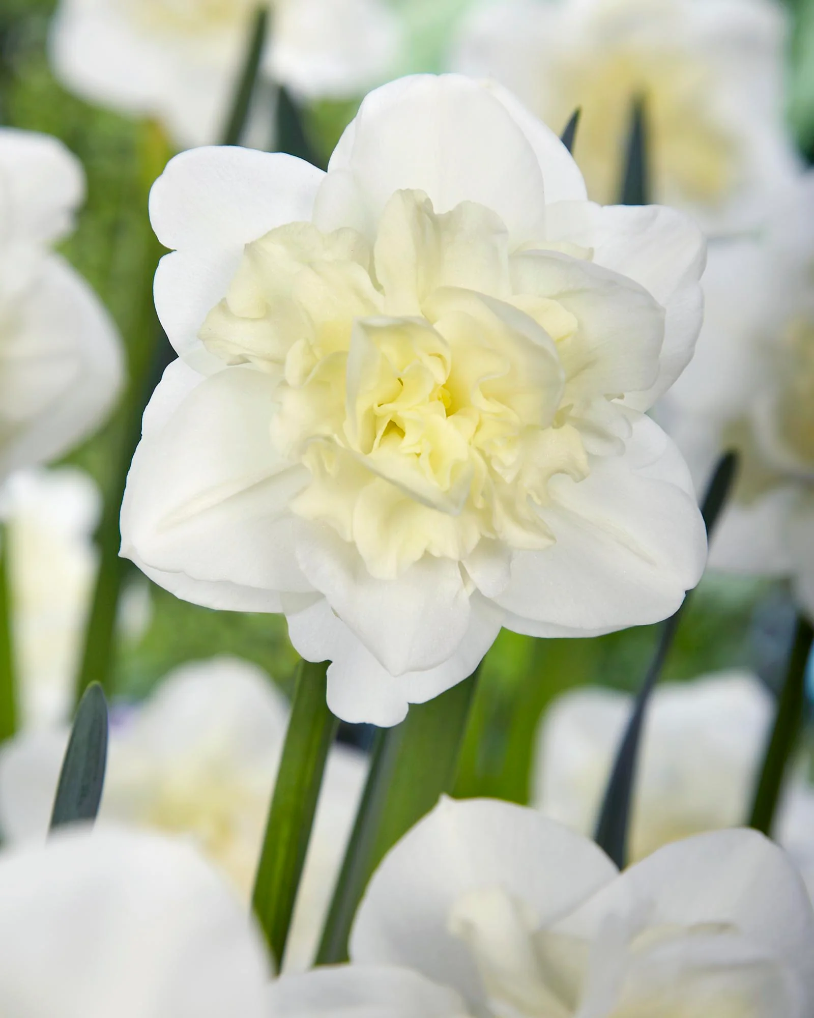 Narcissus 'Easter Born' - Image 8