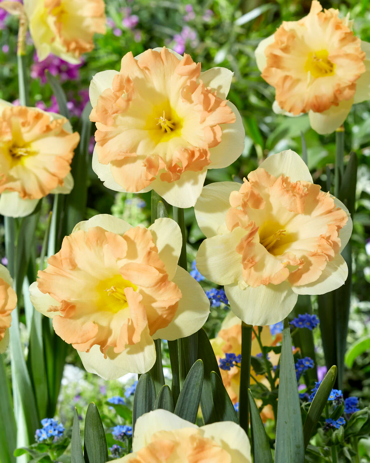 Narcissus 'Easter Party' - Image 2