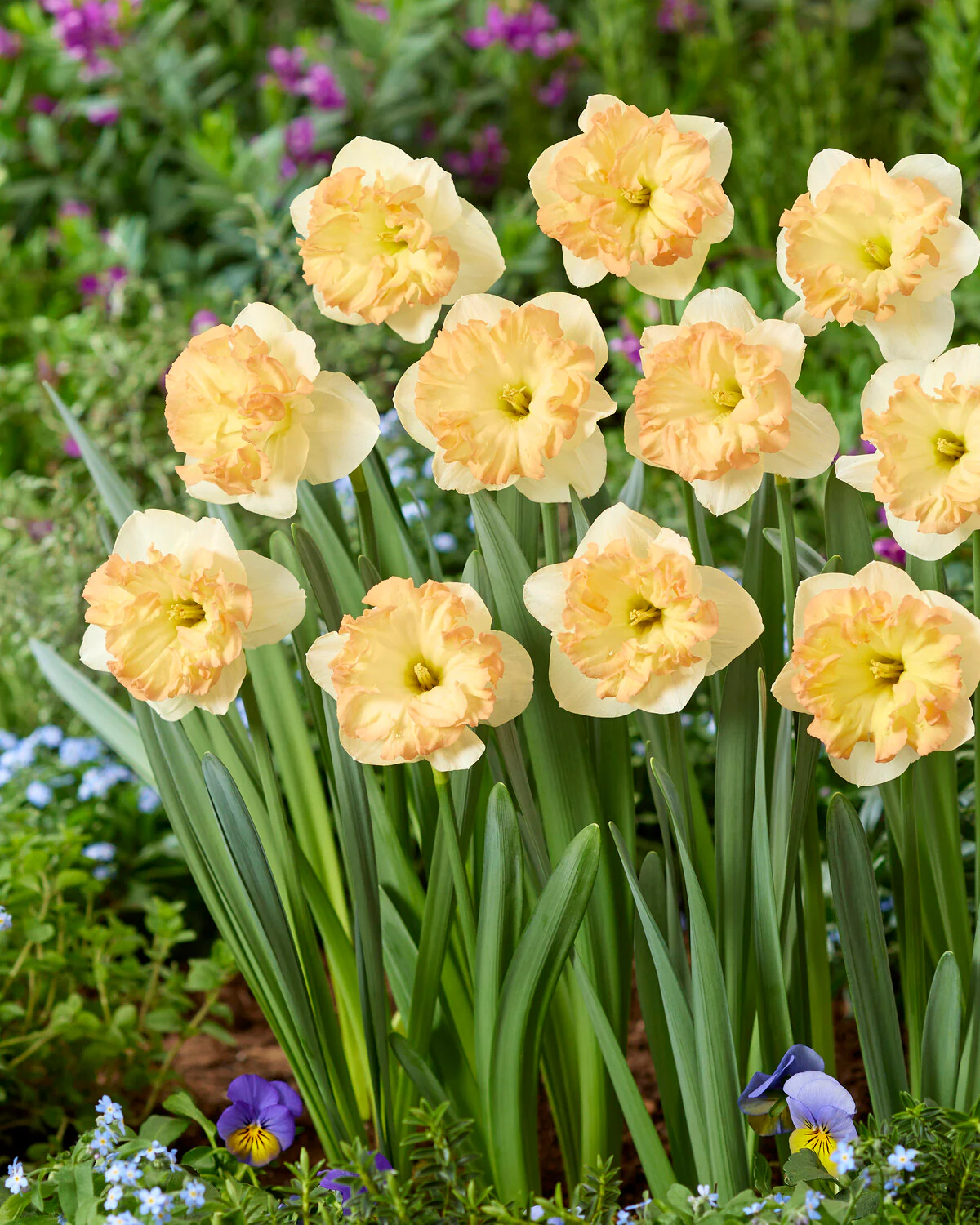 Narcissus 'Easter Party' - Image 3