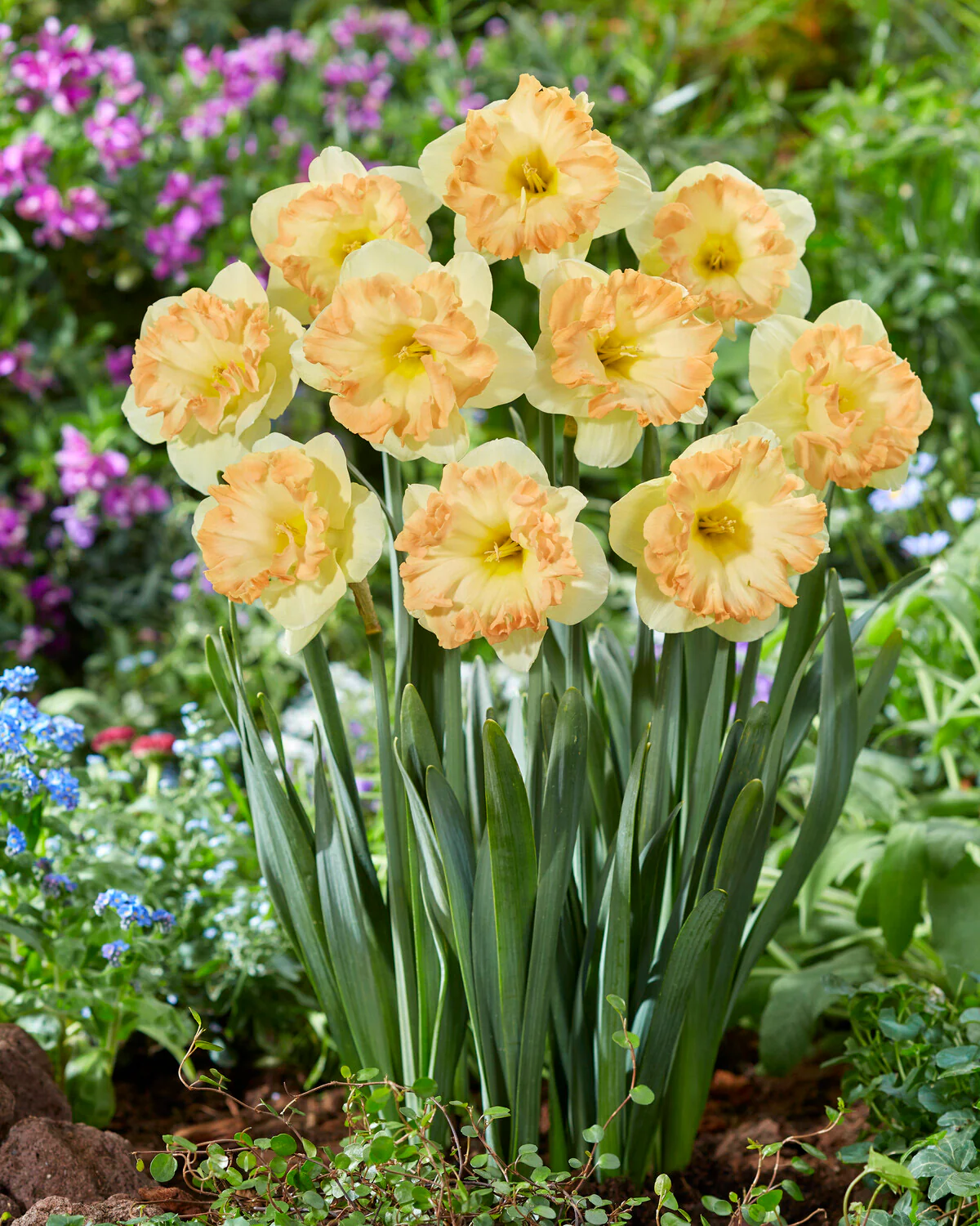 Narcissus 'Easter Party' - Image 4