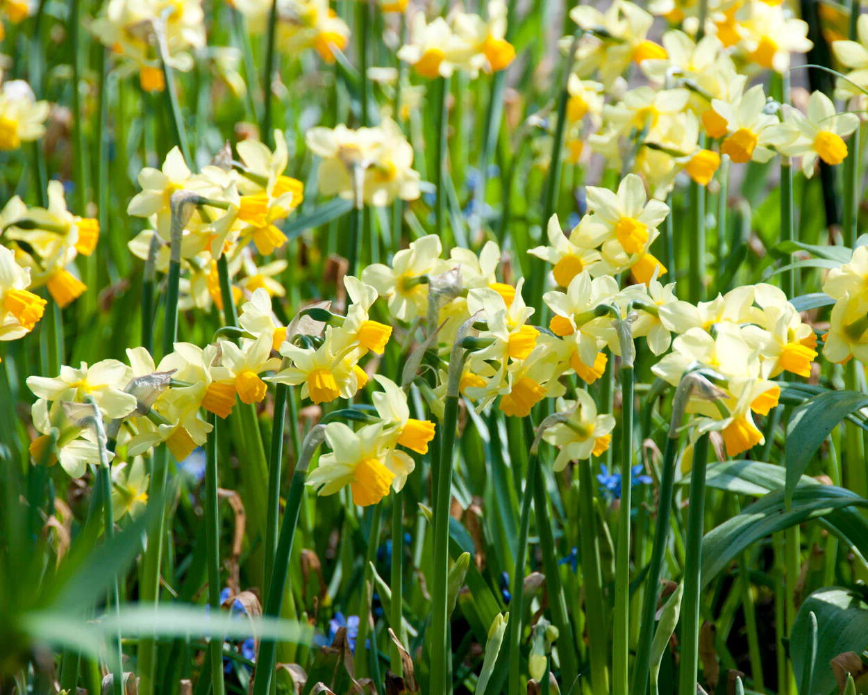 Narcissus 'Eaton Song' - Image 13