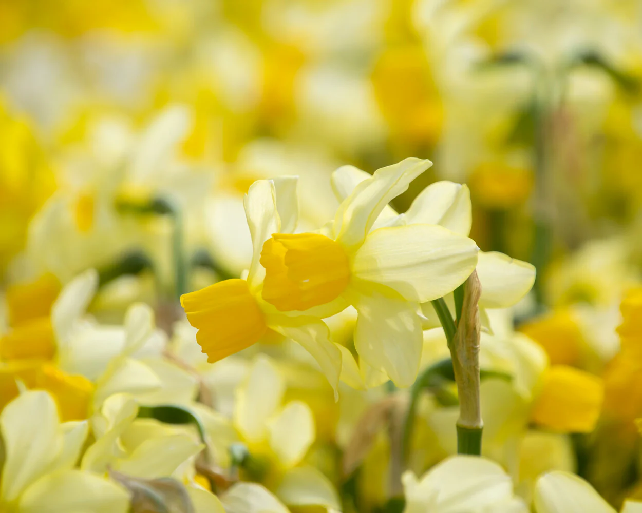 Narcissus 'Eaton Song' - Image 14