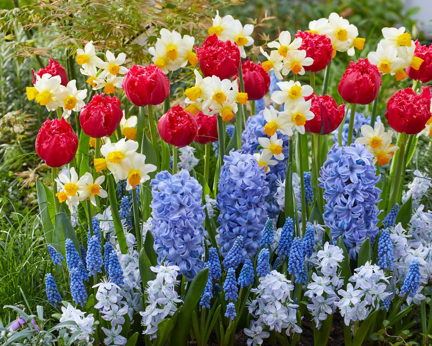 Narcissus 'Eaton Song' - Image 16