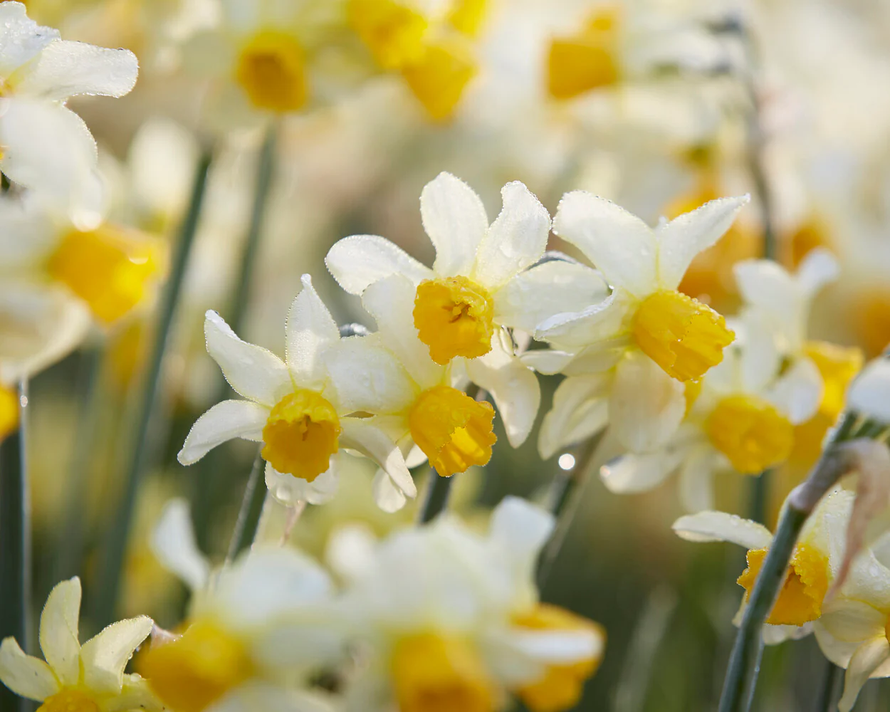 Narcissus 'Eaton Song' - Image 8