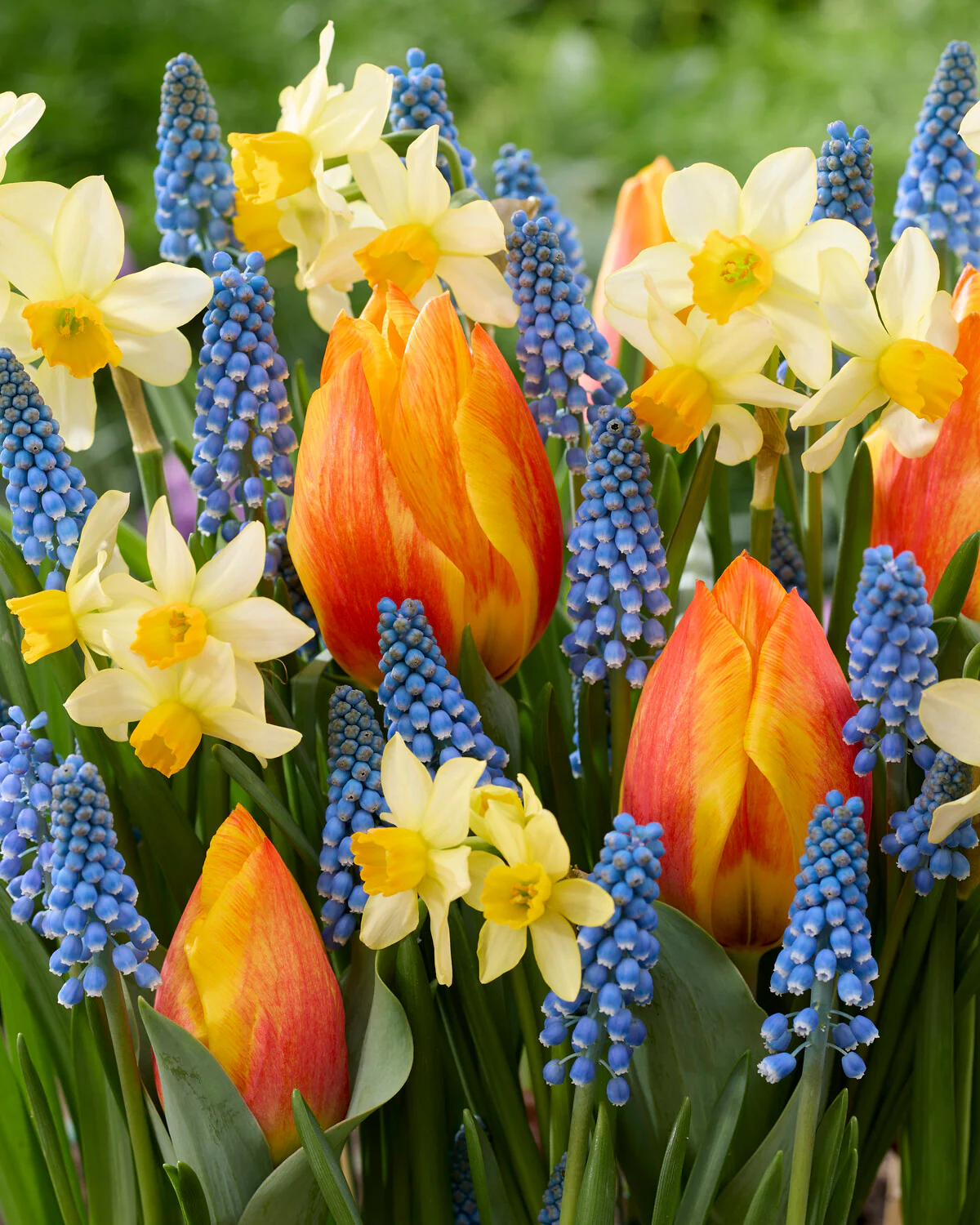 Narcissus 'Eaton Song' - Image 9