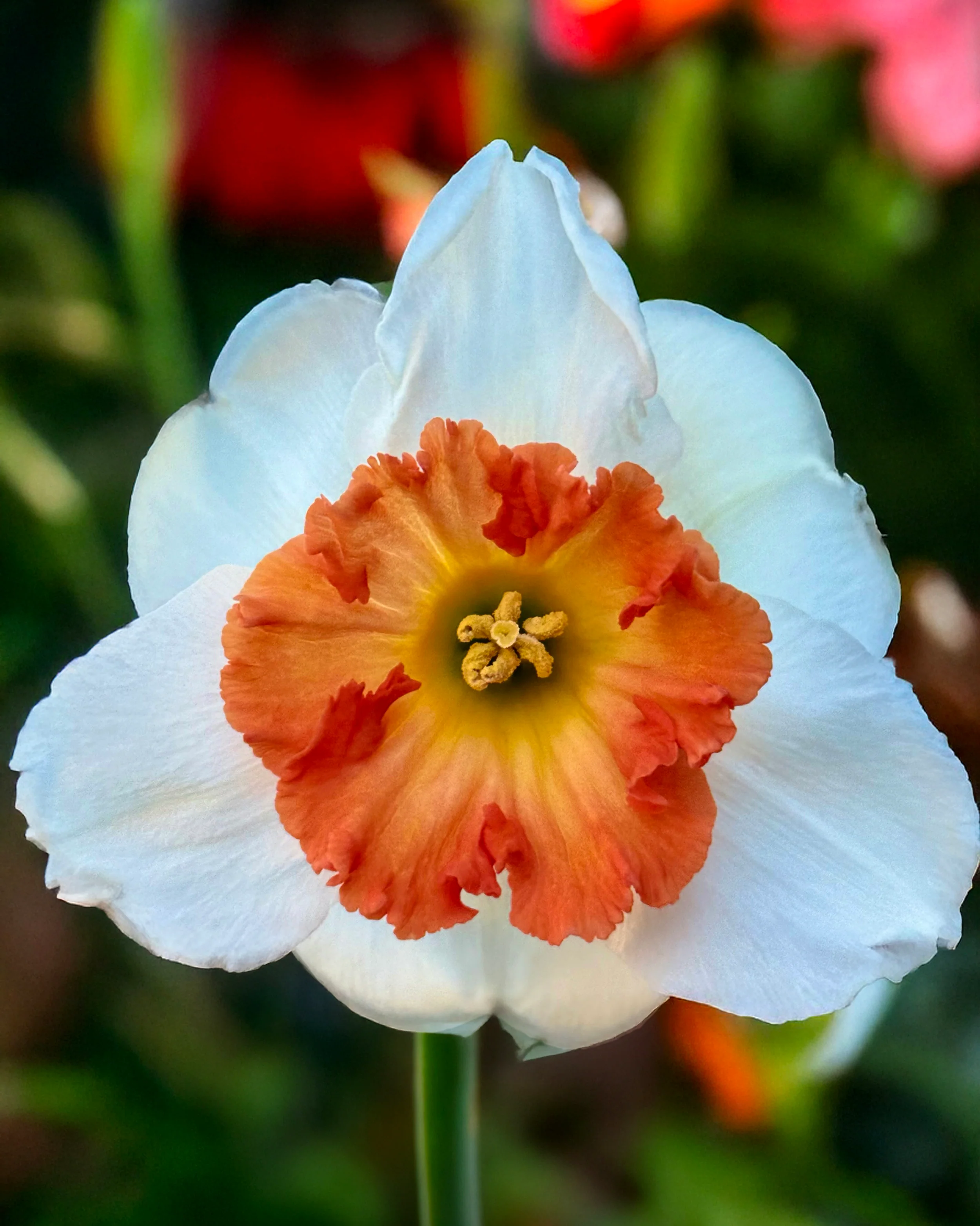 Narcissus 'Eclat' - Image 2