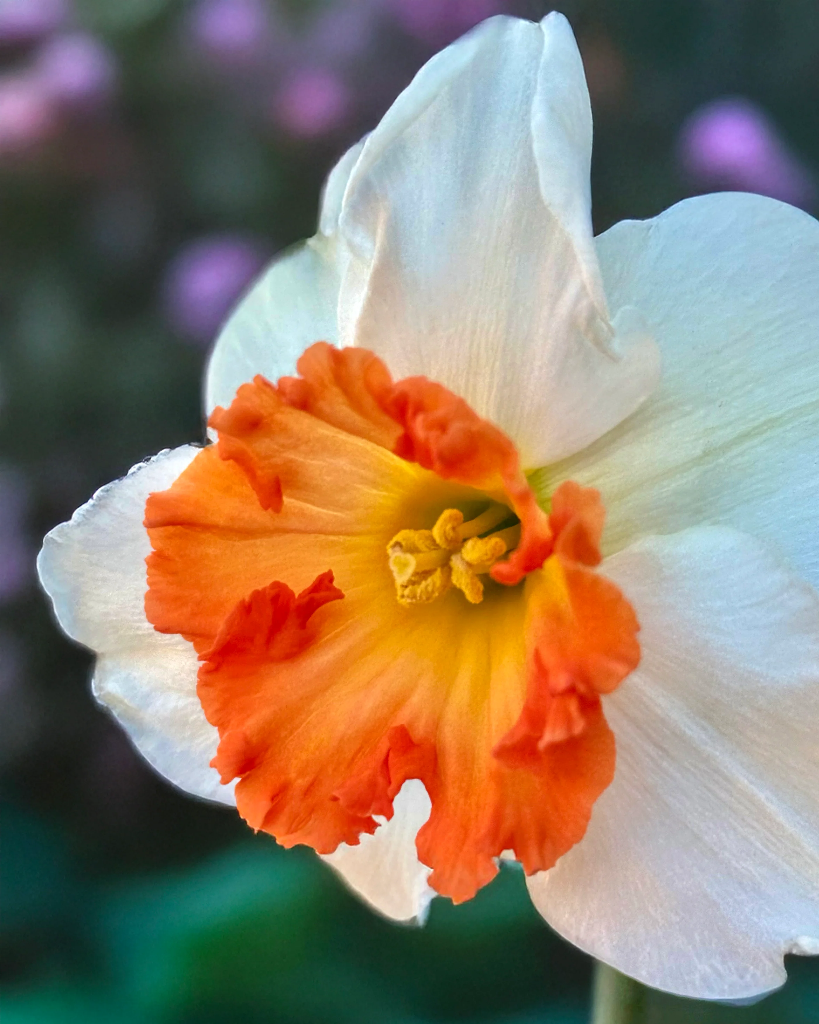 Narcissus 'Eclat' - Image 4