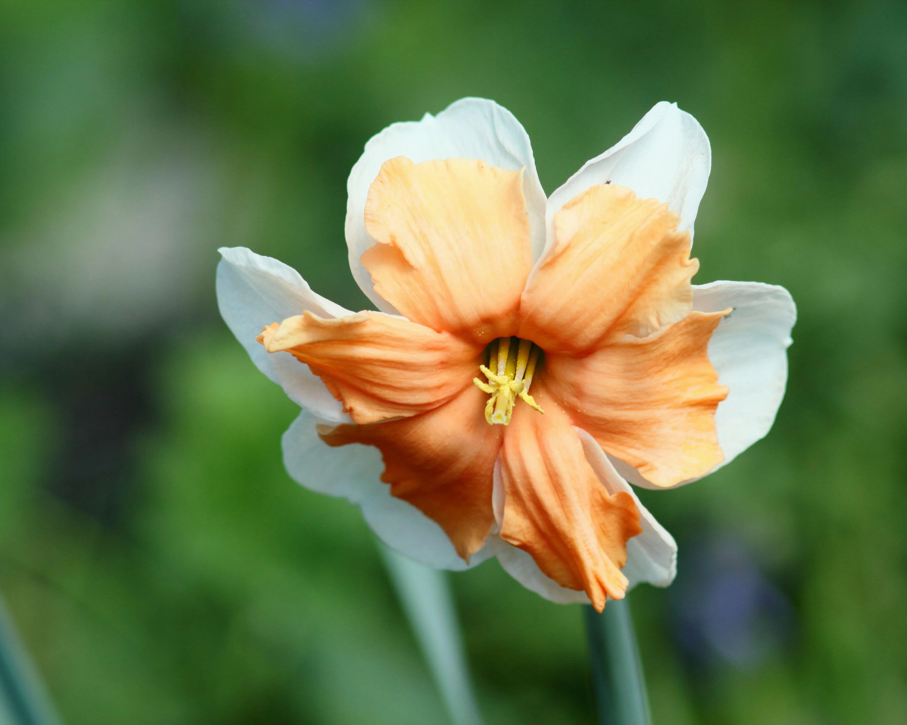 Narcissus 'Electrus' - Image 10