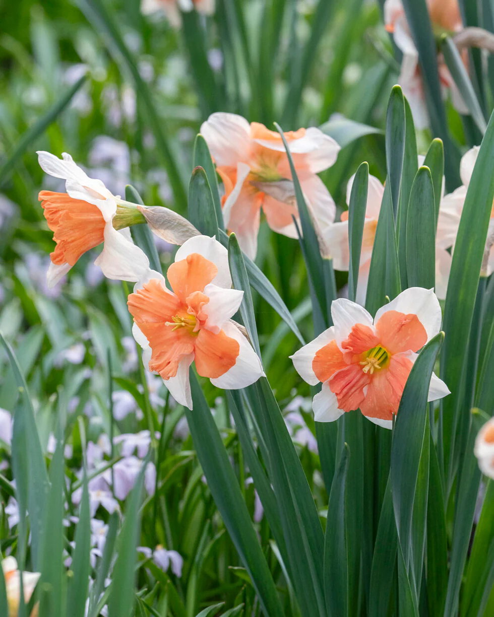 Narcissus 'Electrus' - Image 11